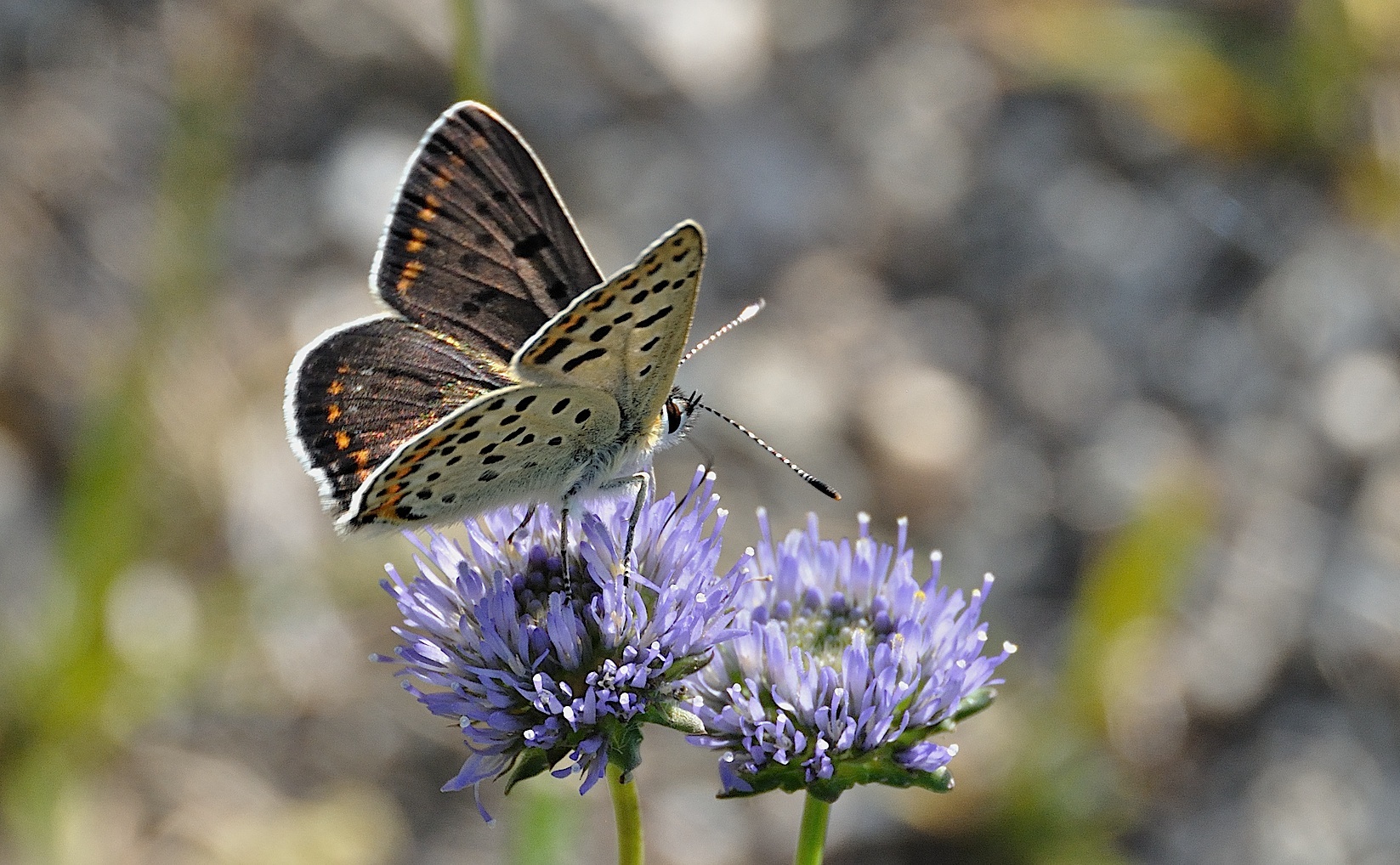 Foto A041001, © Adriaan van Os, Corsavy 22-06-2017, Hhe 800 m, ♂ Lycaena tityrus