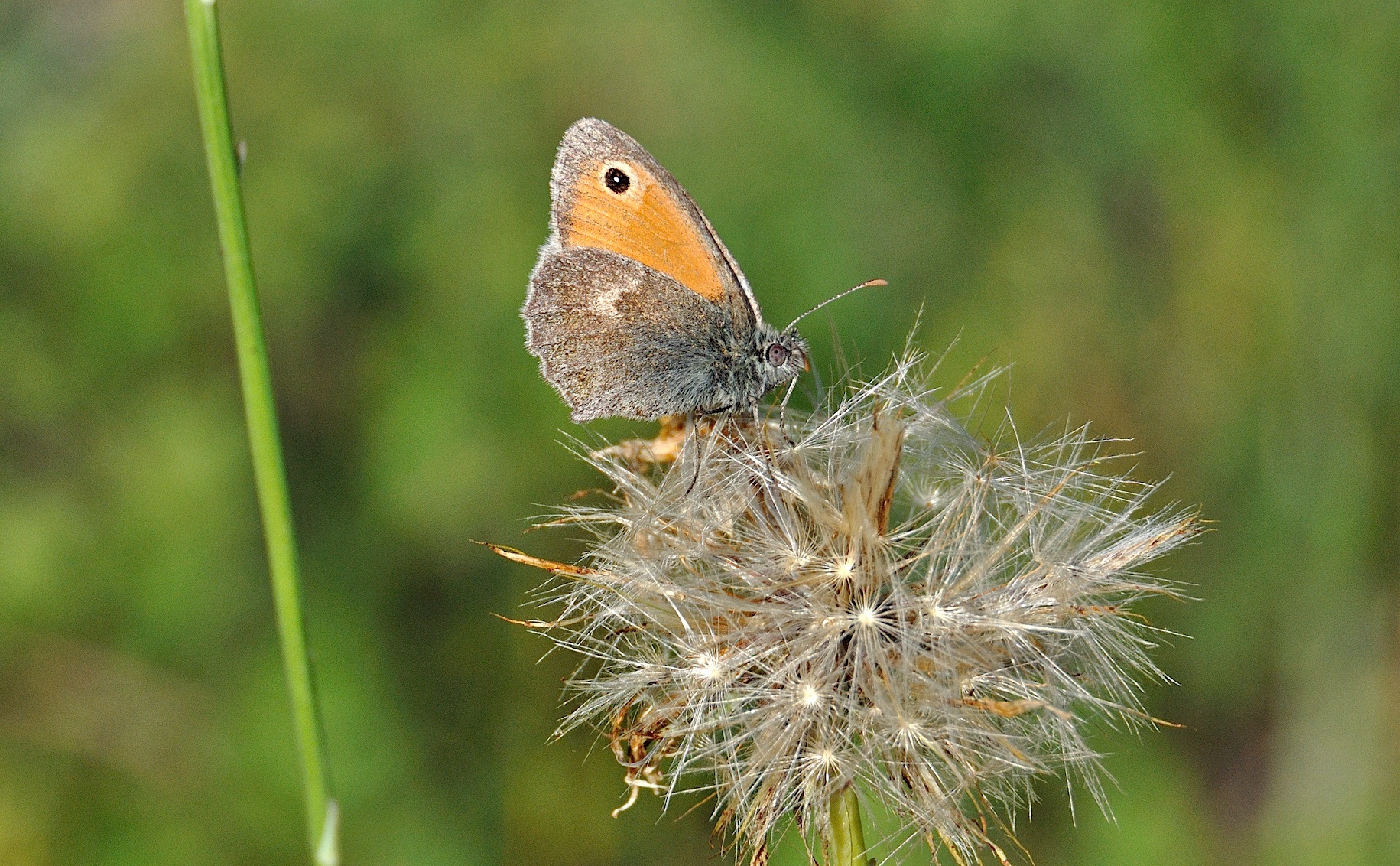 foto A041023, © Adriaan van Os, Corsavy 22-06-2017, hoogte 800 m, ♂ Coenonympha pamphilus