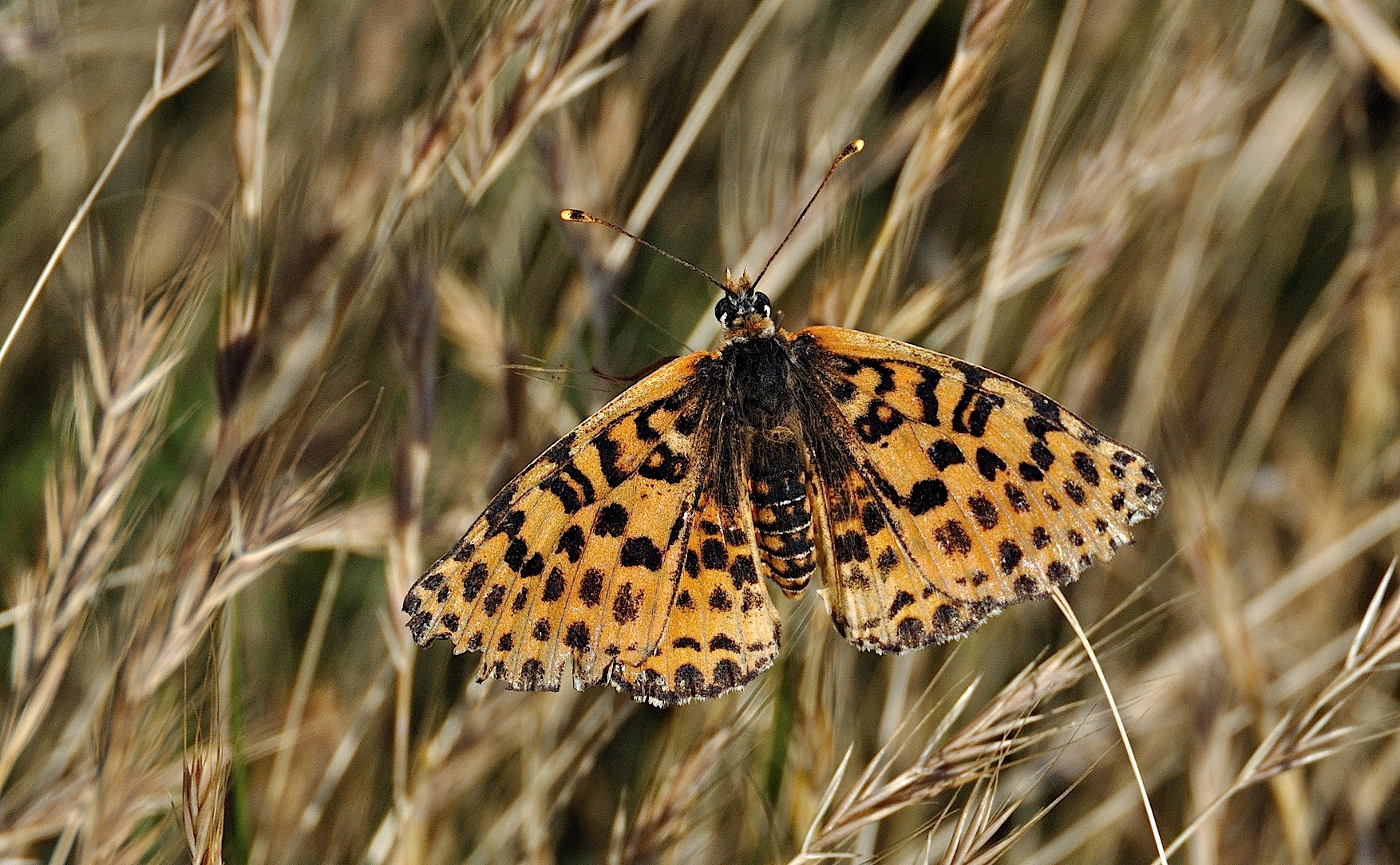 Foto A041029, © Adriaan van Os, Corsavy 22-06-2017, Hhe 800 m, ♀ Melitaea didyma