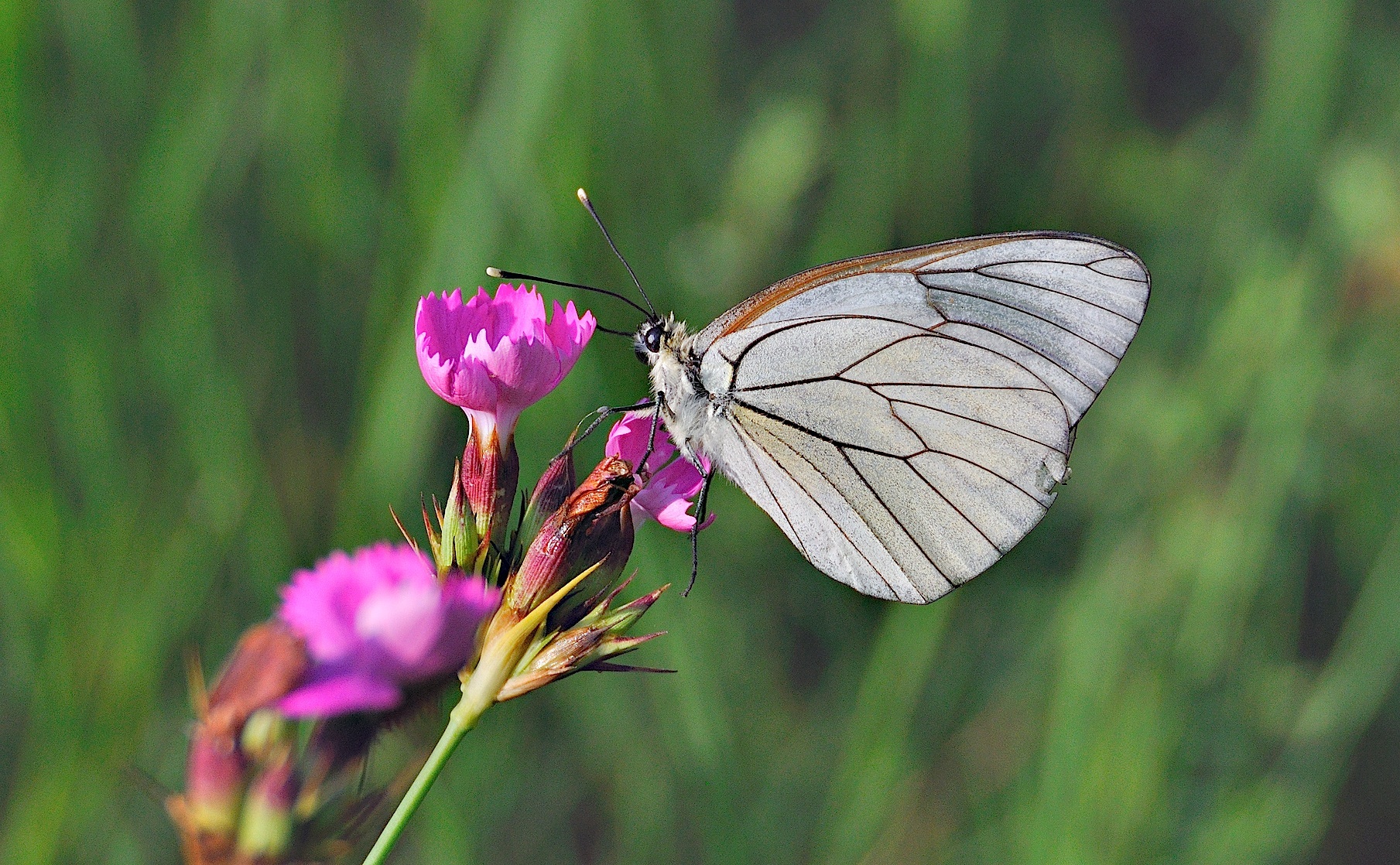 foto A041105, © Adriaan van Os, Corsavy 22-06-2017, altitud 800 m, ♀ Aporia crataegi