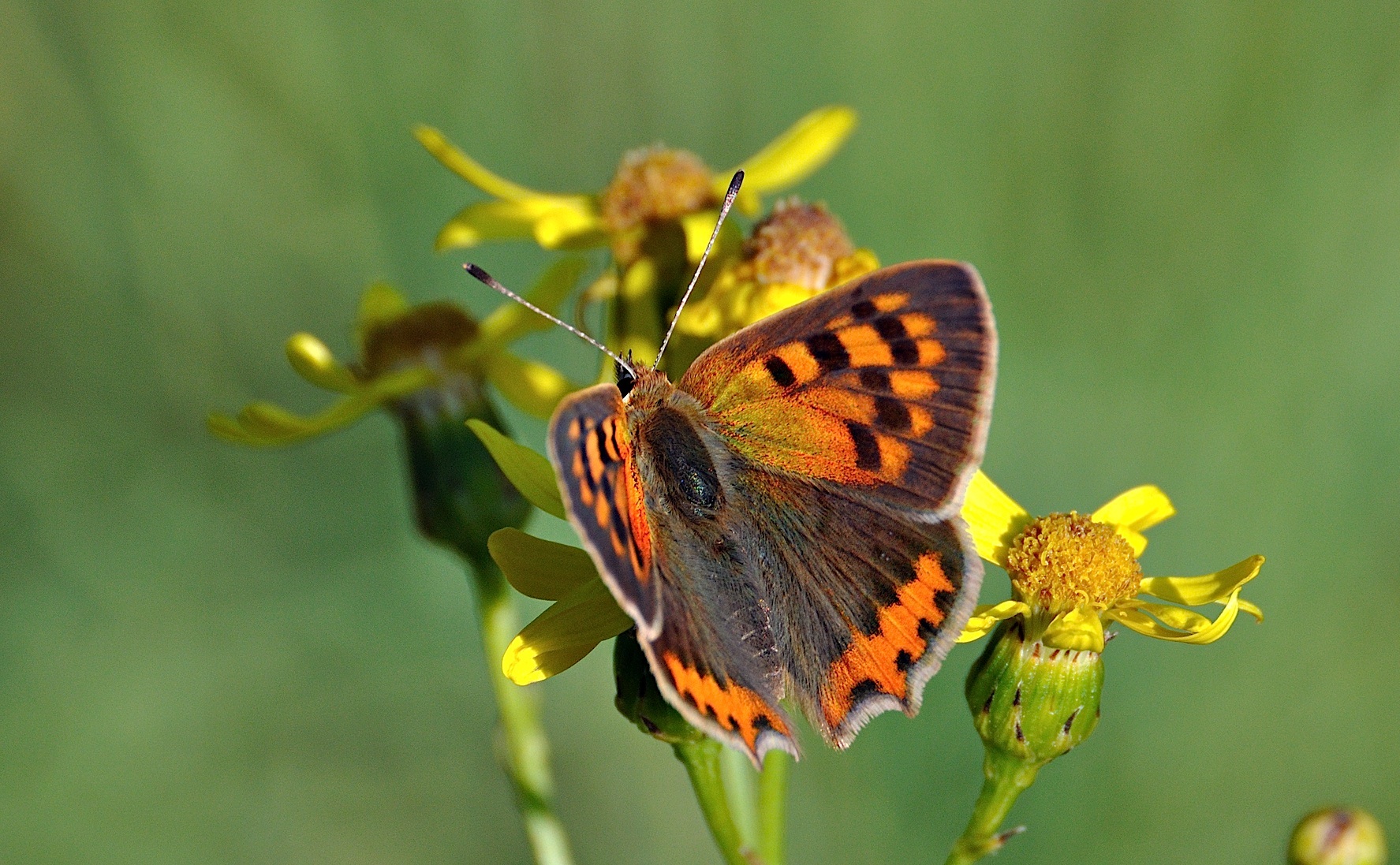 photo A041236, © Adriaan van Os, Corsavy 23-06-2017, altitude 800 m, Lycaena phlaeas