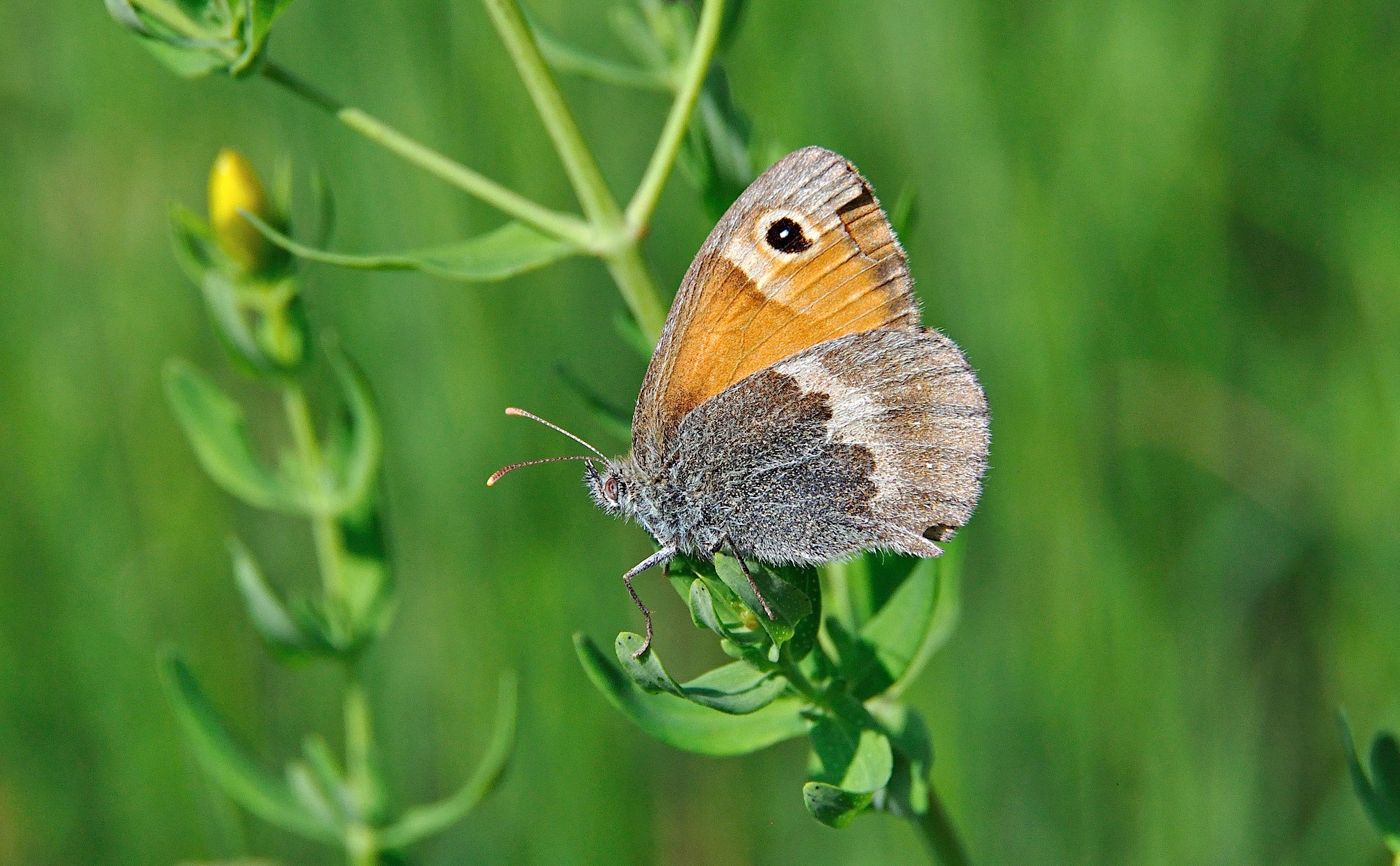 foto A041494, © Adriaan van Os, Corsavy 24-06-2017, altitud 800 m, ♀ Coenonympha pamphilus