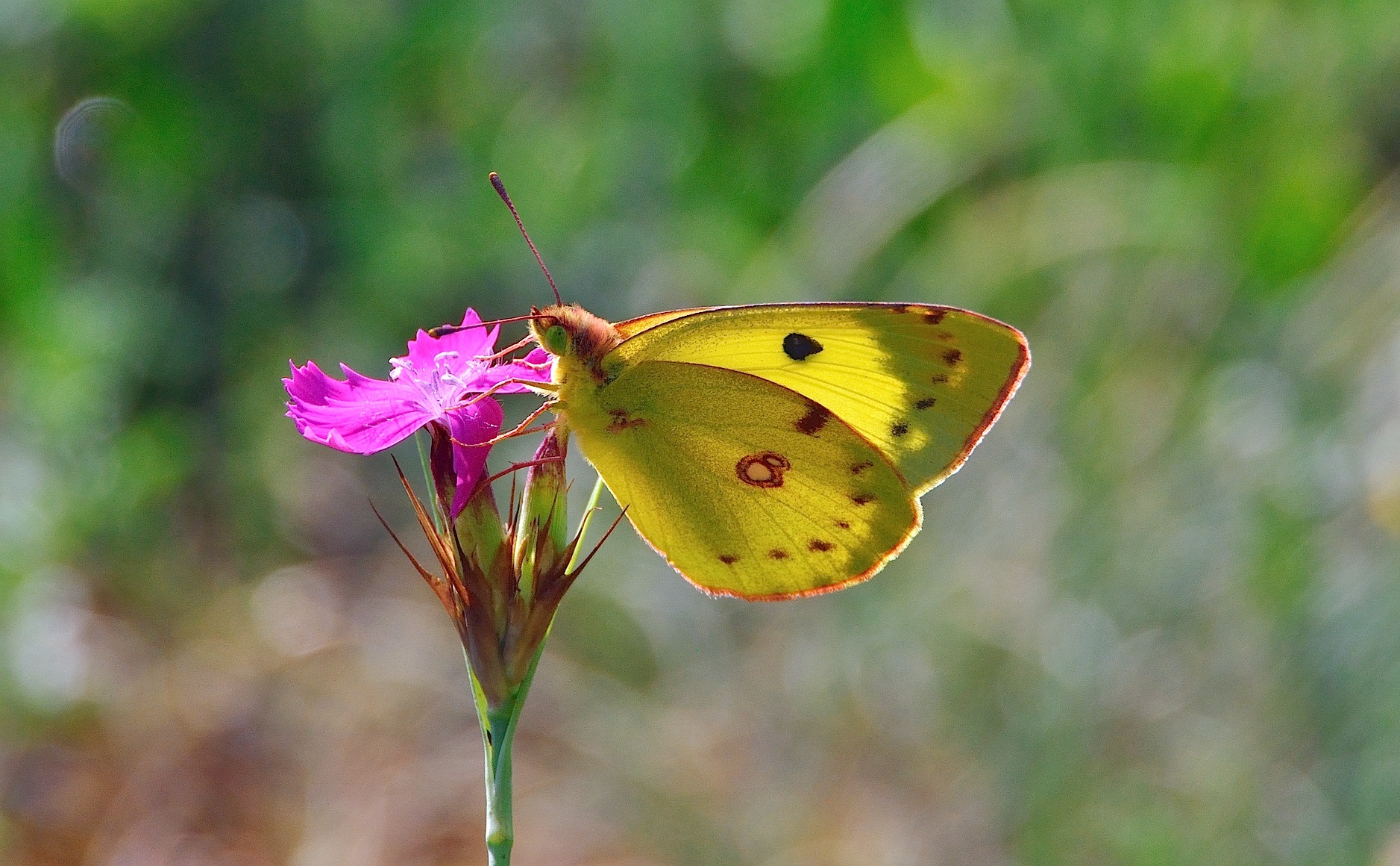 photo A041509, © Adriaan van Os, Corsavy 24-06-2017, altitude 800 m, Colias hyale