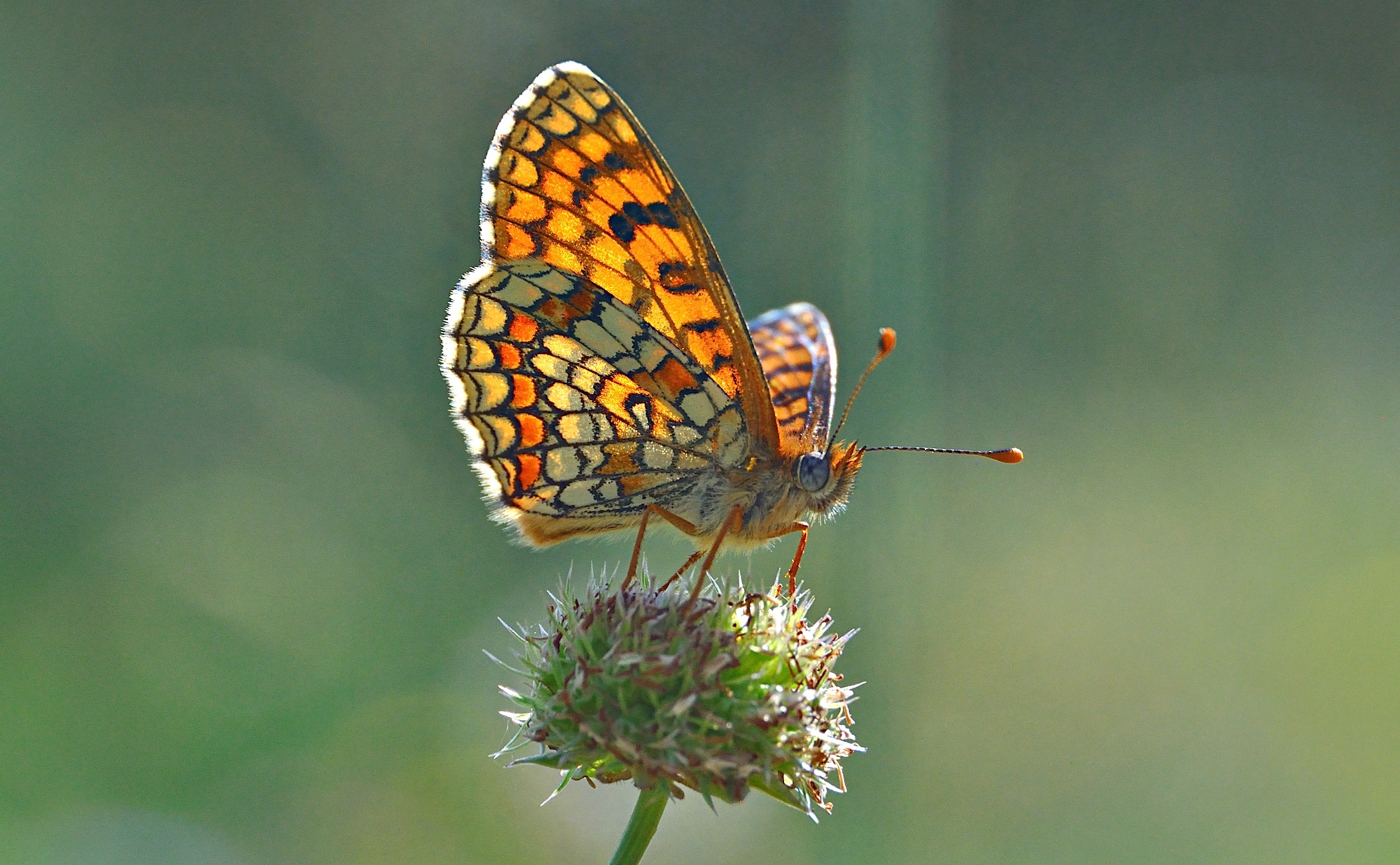 Foto A041530, © Adriaan van Os, Corsavy 24-06-2017, Hhe 800 m, Melitaea deione ?