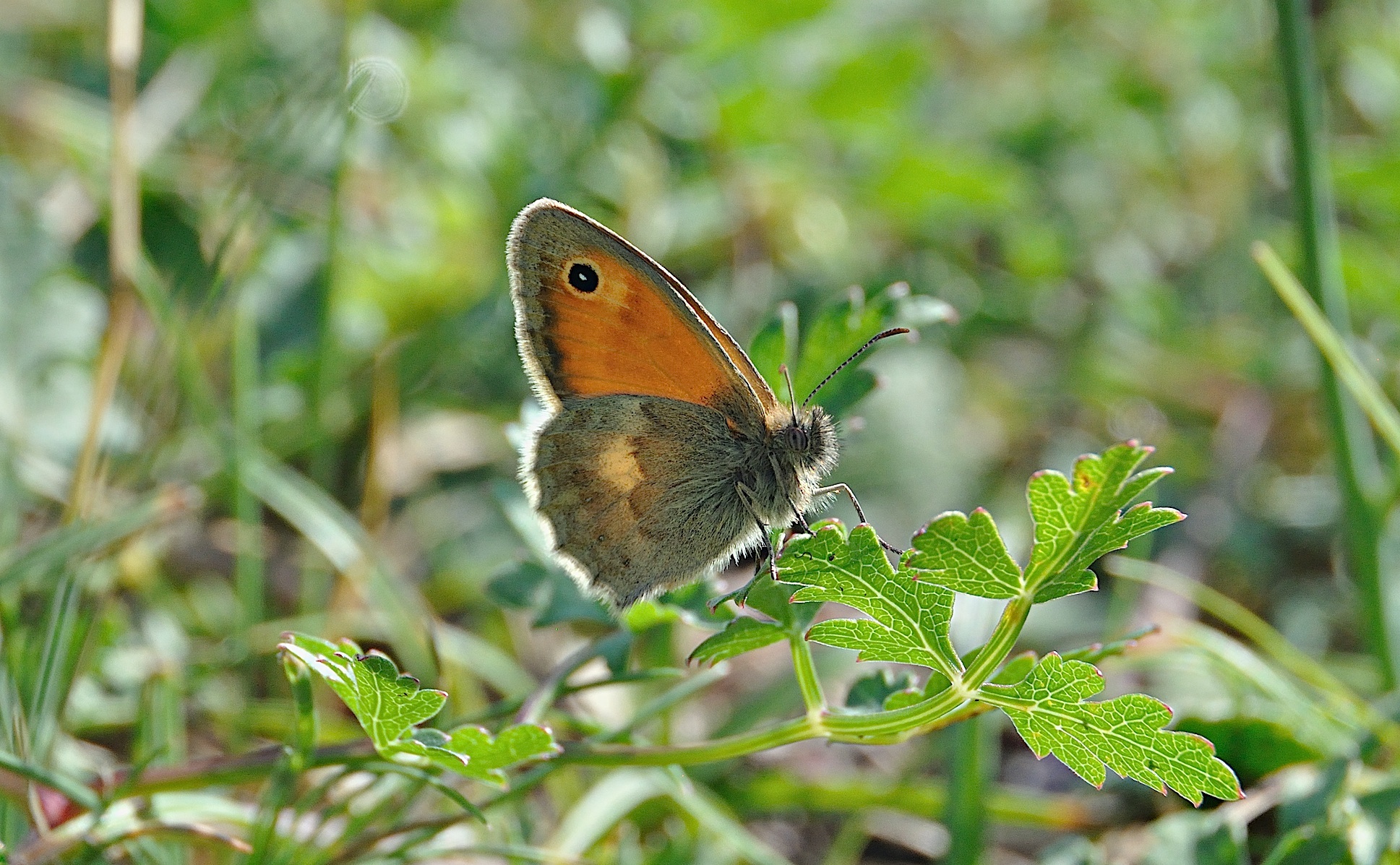 photo A041553, © Adriaan van Os, Corsavy 24-06-2017, altitude 800 m, ♂ Coenonympha pamphilus