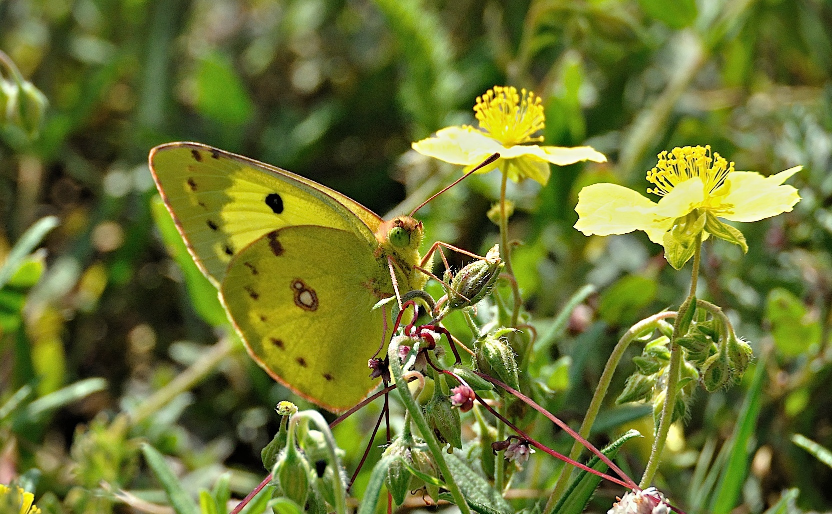 photo A041559, © Adriaan van Os, Corsavy 24-06-2017, altitudo 800 m, Colias hyale uel Colias alfacariensis