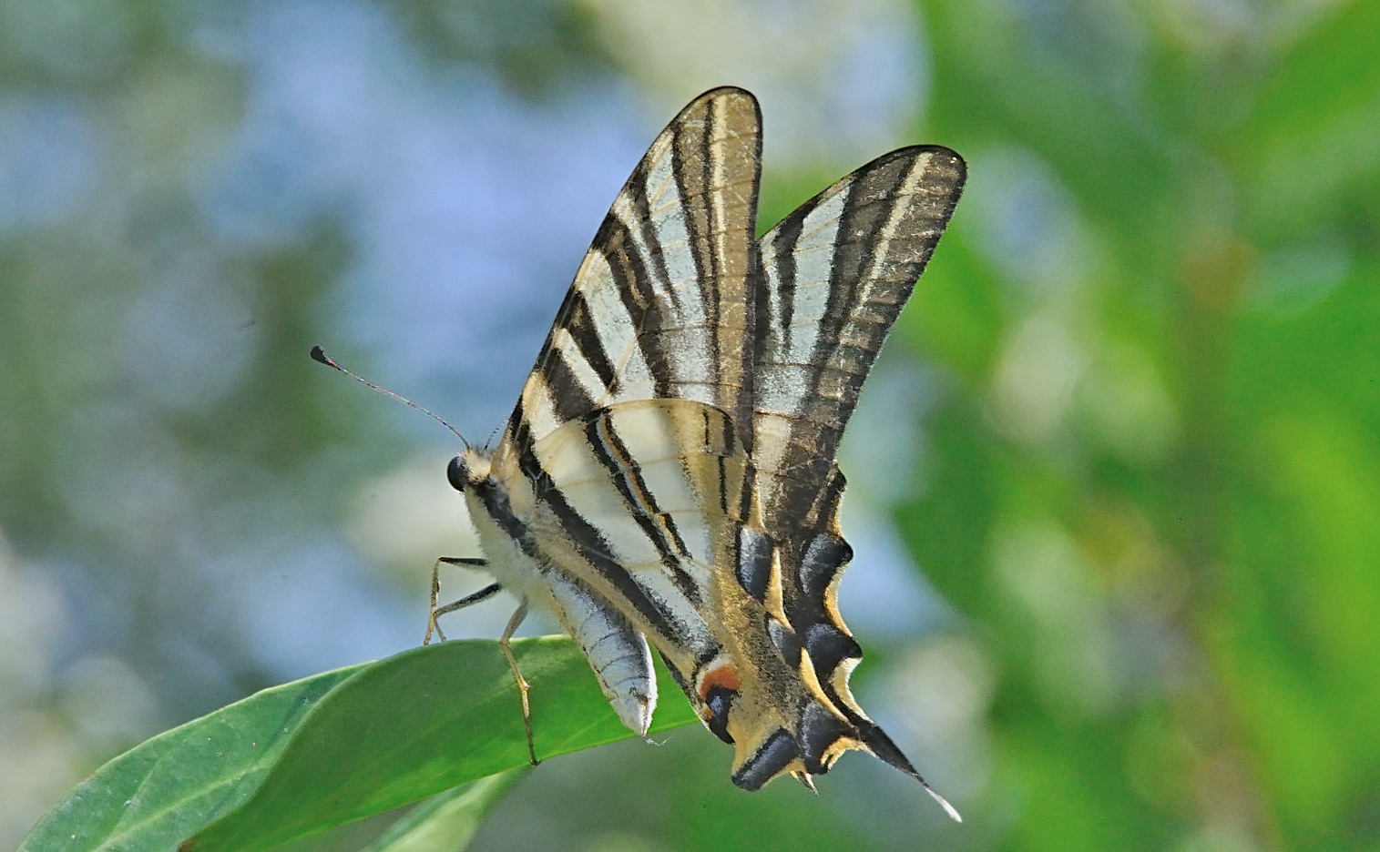 foto A041683, © Adriaan van Os, Corsavy 24-06-2017, altitud 800 m, Iphiclides feisthamelii