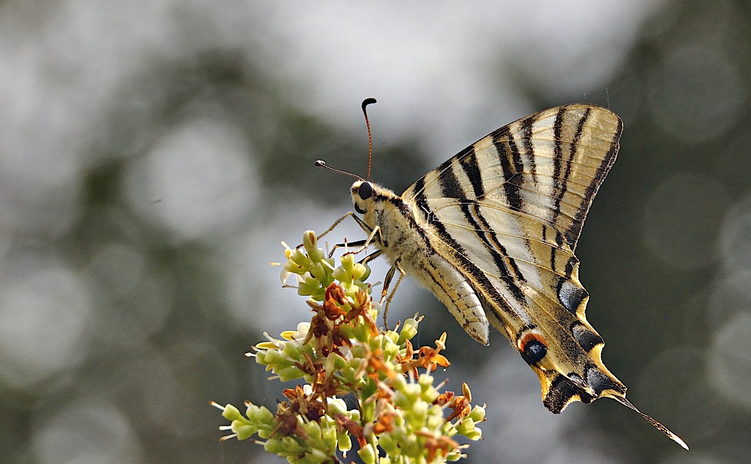 photo A041722, © Adriaan van Os, Corsavy 24-06-2017, altitude 800 m, Iphiclides feisthamelii