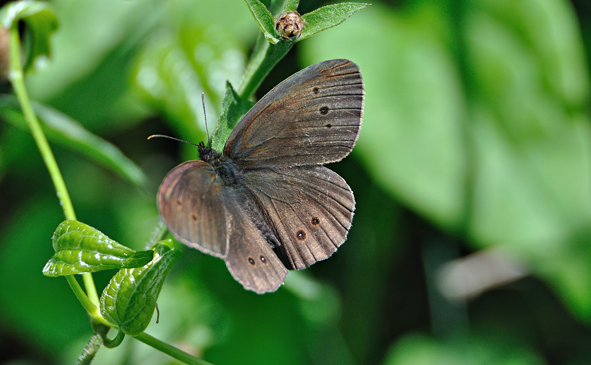 foto A042155, © Adriaan van Os, Corsavy 27-06-2017, altitud 1300 m, Aphantopus hyperantus