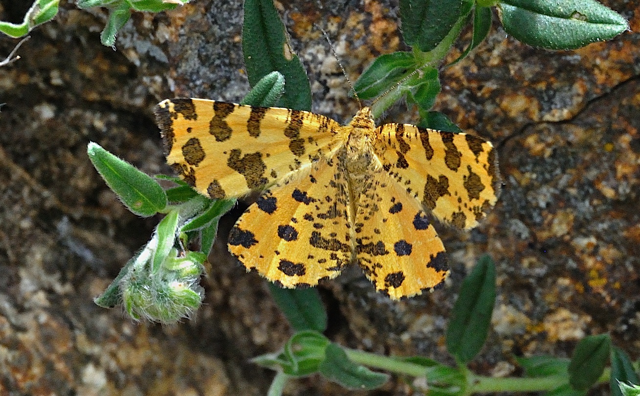 photo A042222, © Adriaan van Os, Corsavy 27-06-2017, altitude 1300 m, Pseudopanthera macularia