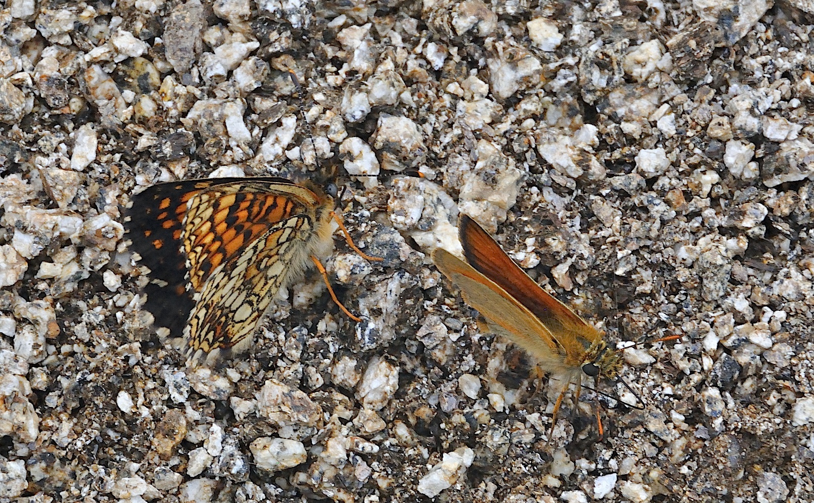 foto A042232, © Adriaan van Os, Corsavy 27-06-2017, altitud 1300 m, Melitaea diamina (a la izquierda) con Thymelicus lineola (a la derecha)