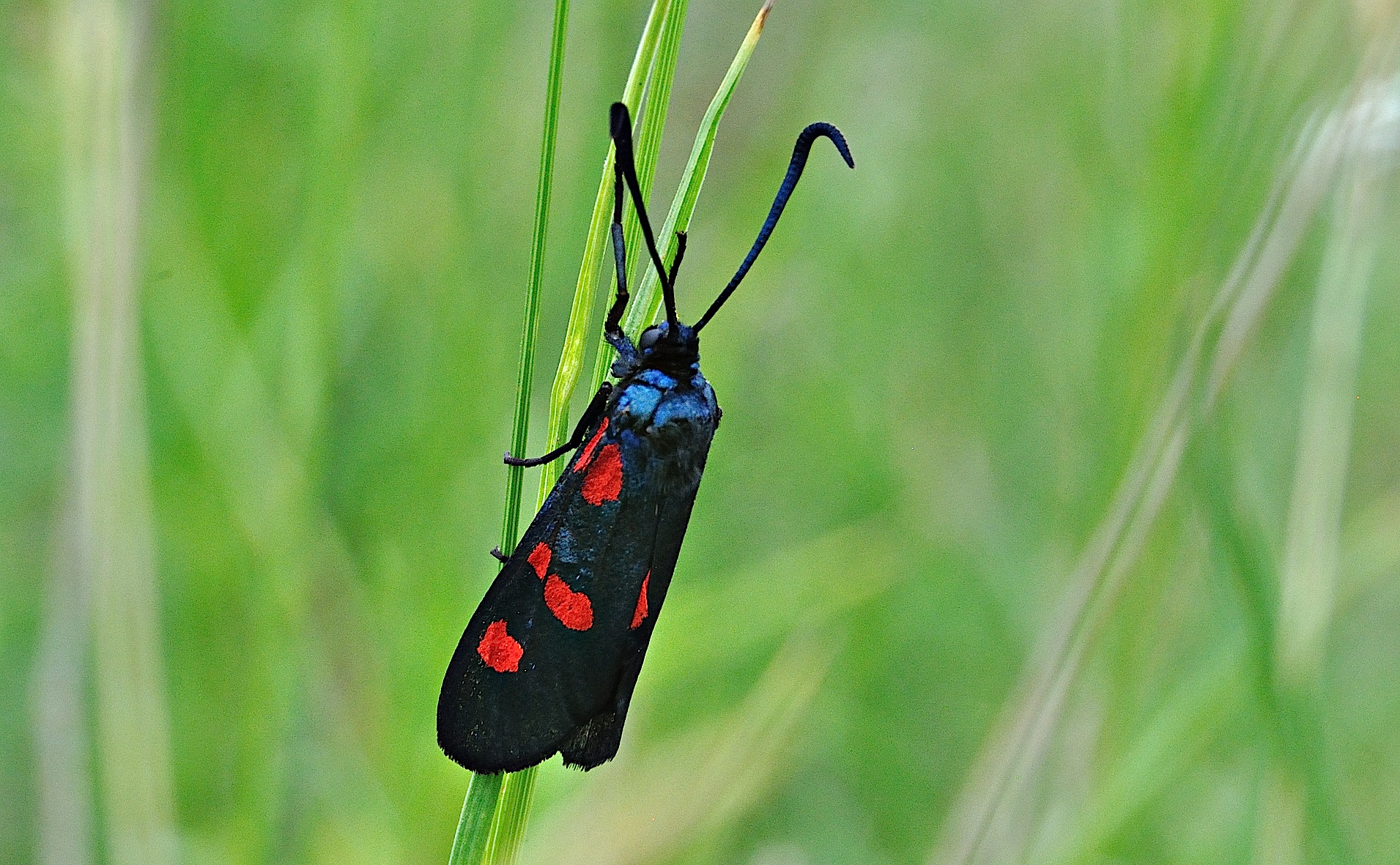 foto A042268, © Adriaan van Os, Corsavy 27-06-2017, altitud 1300 m, Zygaena trifolii ?