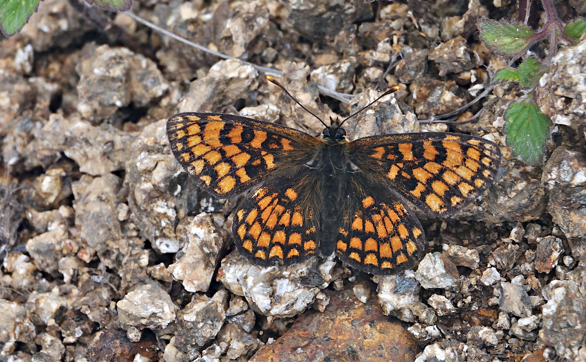 foto A042556, © Adriaan van Os, Corsavy 27-06-2017, altitud 1300 m, Melitaea athalia