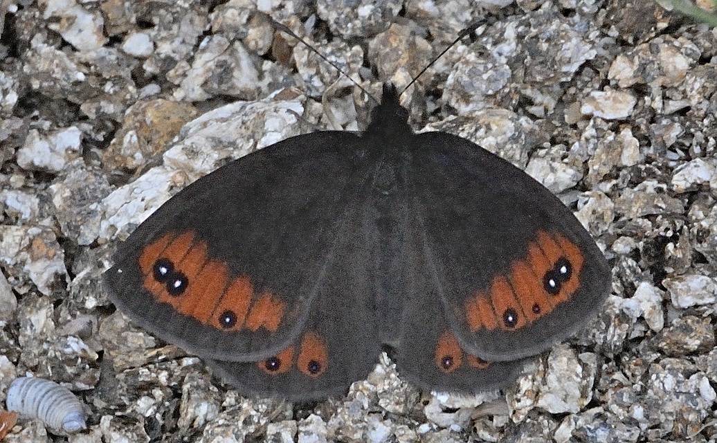 photo A042558, © Adriaan van Os, Corsavy 27-06-2017, altitudo 1300 m, Erebia meolans