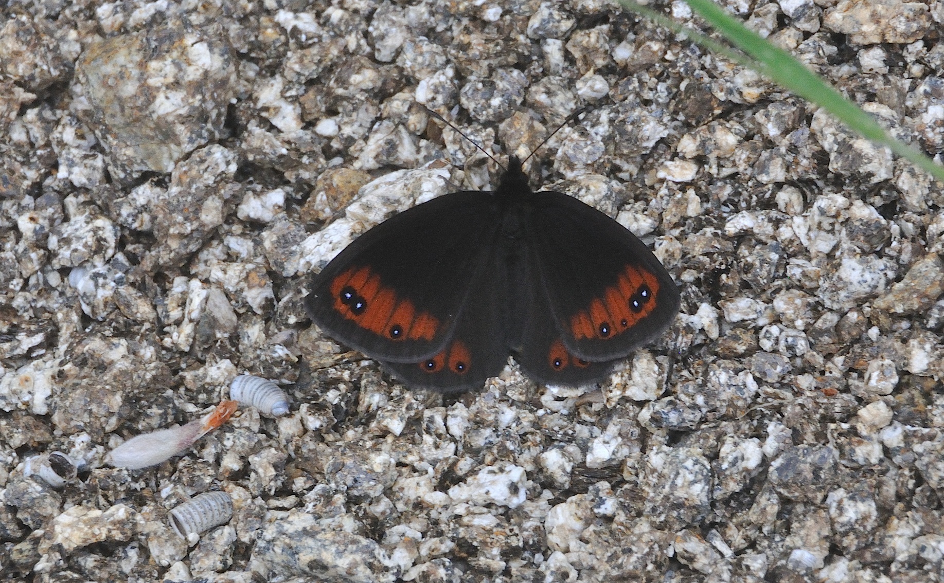 photo A042559, © Adriaan van Os, Corsavy 27-06-2017, altitudo 1300 m, ♂ Erebia meolans