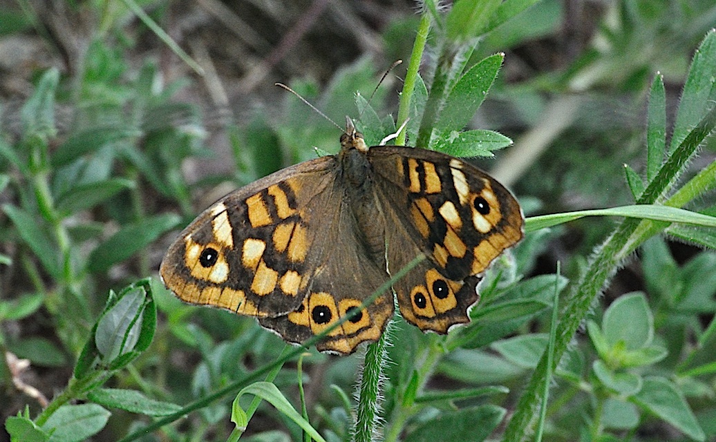 photo A042571, © Adriaan van Os, Corsavy 27-06-2017, altitude 1300 m, ♀ Pararge aegeria