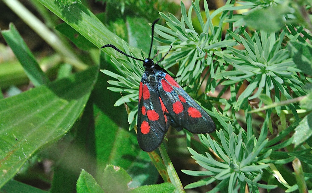 foto A042586, © Adriaan van Os, Corsavy 27-06-2017, hoogte 1300 m, Zygaena viciae ?