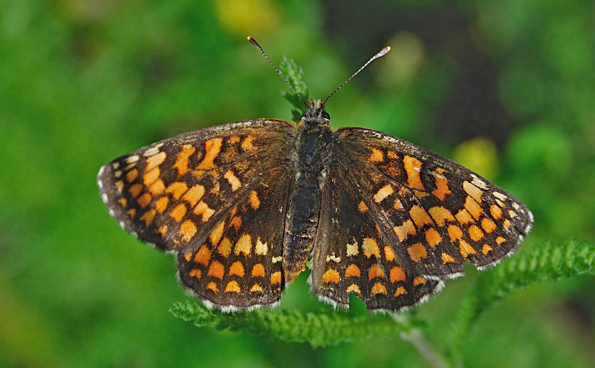 photo A042764, © Adriaan van Os, Corsavy 30-06-2017, altitude 800 m, Melitaea phoebe