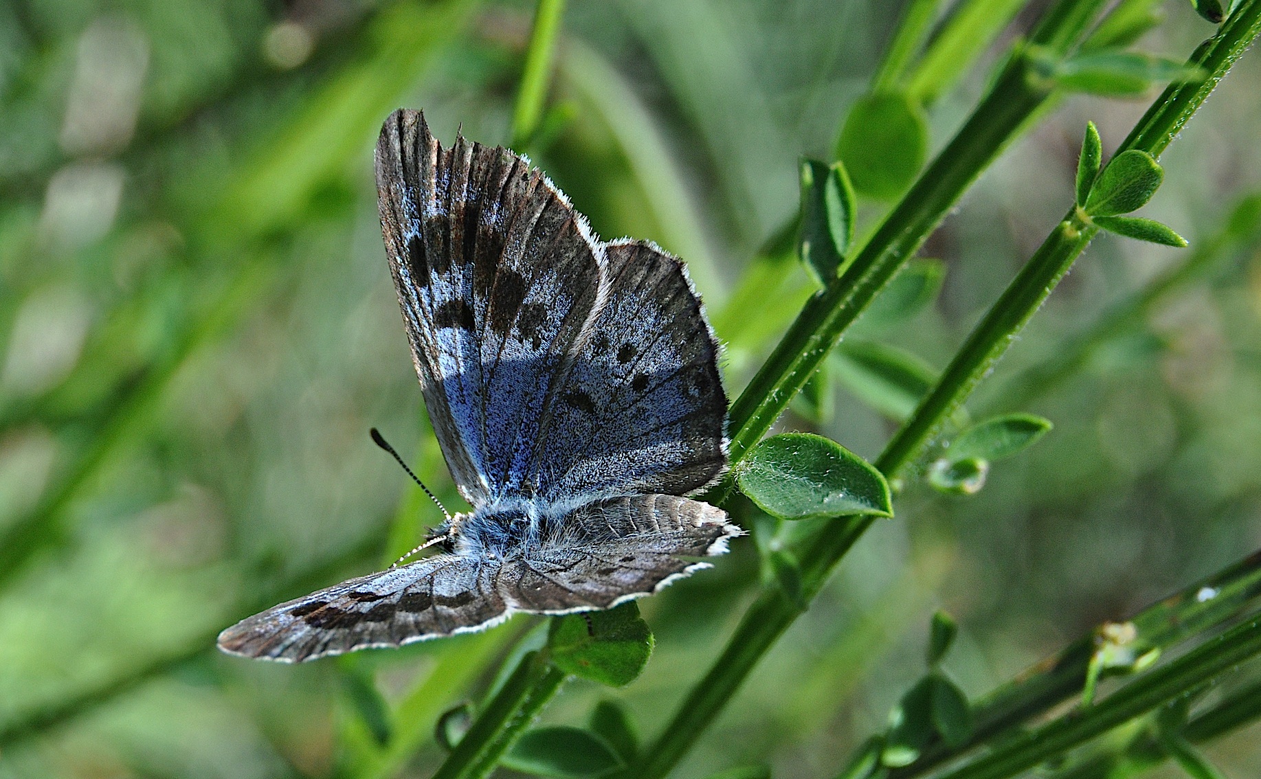 photo A042877, © Adriaan van Os, Corsavy 01-07-2017, altitude 1300 m, ♀ Phengaris arion obscura