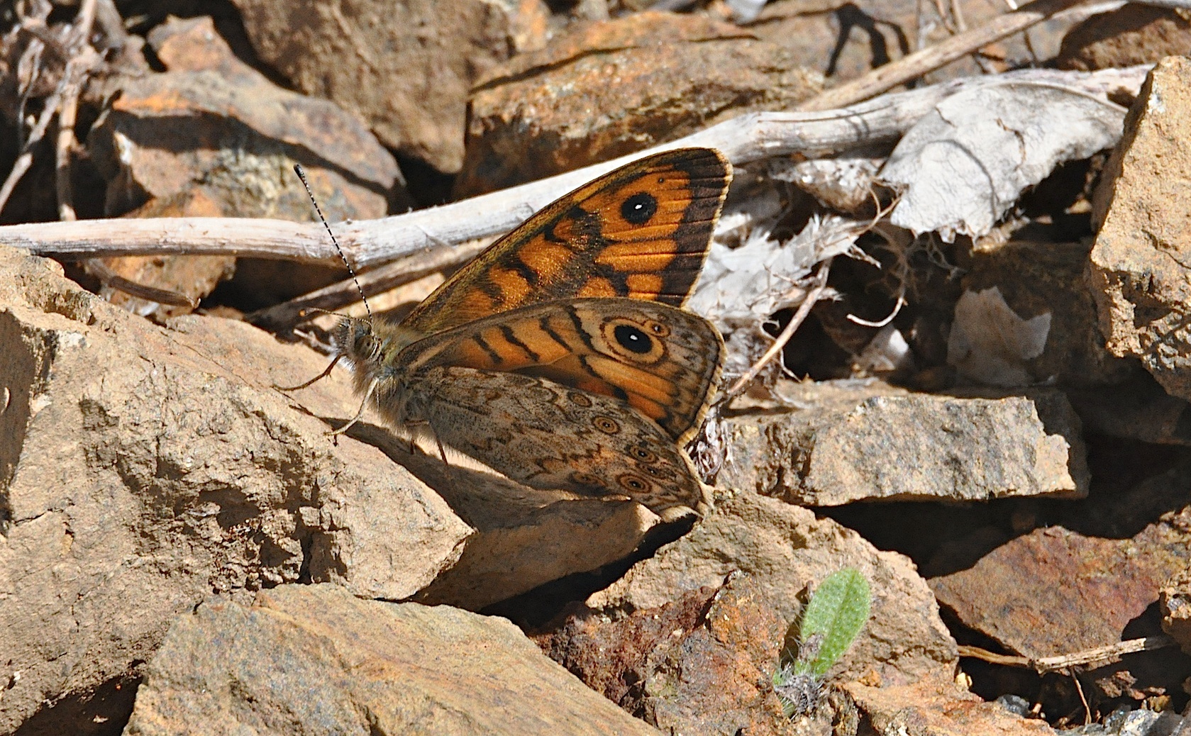 photo A042909, © Adriaan van Os, Corsavy 01-07-2017, altitudo 1300 m, ♂ Lasiommata megera