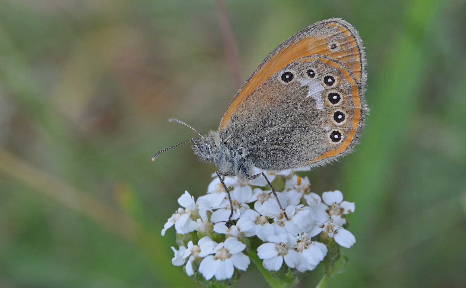 photo A043030, © Adriaan van Os, Corsavy 01-07-2017, altitudo 1350 m, Coenonympha glycerion Iphioides