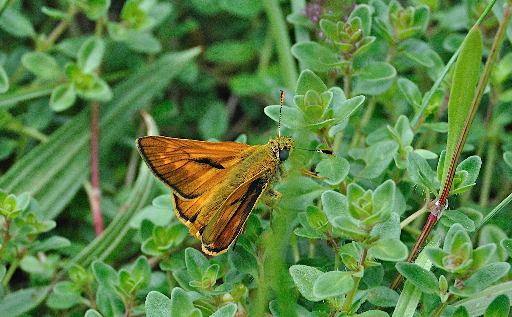 foto A043165, © Adriaan van Os, Corsavy 01-07-2017, altitud 800 m, ♂ Ochlodes sylvanus