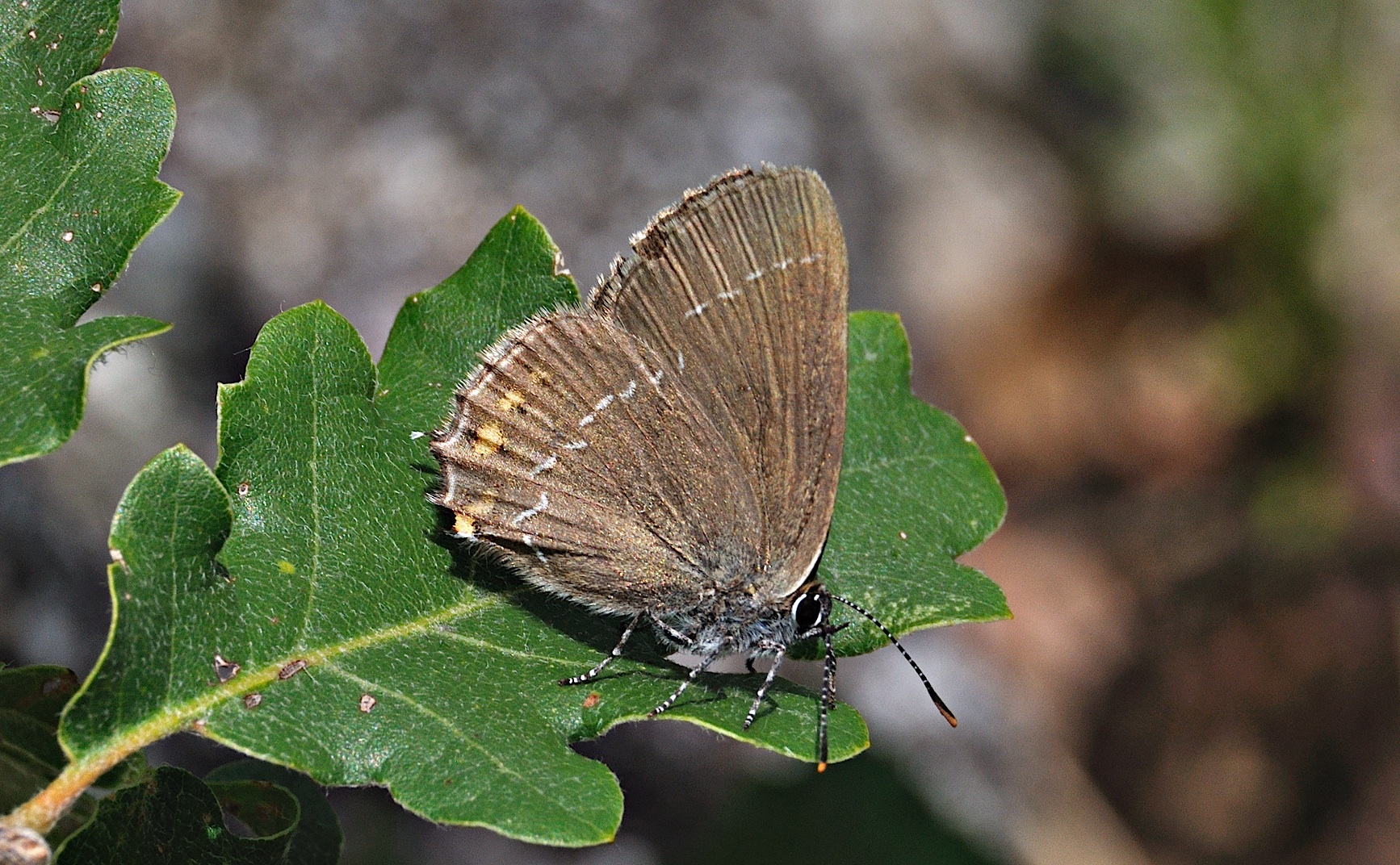 photo A043304, © Adriaan van Os, Corsavy 01-07-2017, altitude 800 m, Satyrium esculi