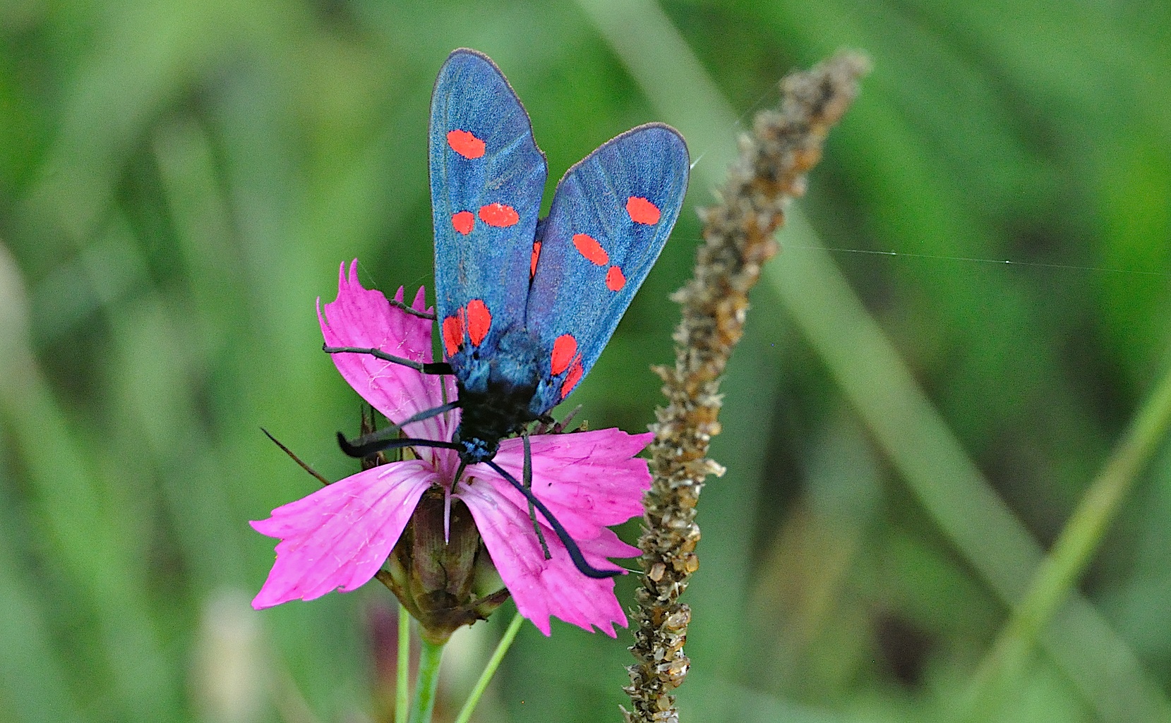 photo A043339, © Adriaan van Os, Corsavy 01-07-2017, altitudo 800 m, Zygaena lonicerae ?