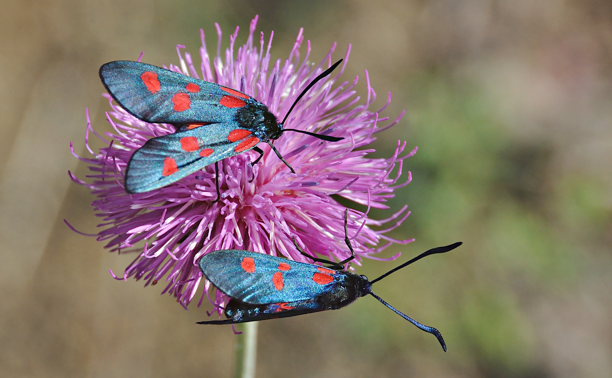 photo A043507, © Adriaan van Os, Corsavy 02-07-2017, altitude 1300 m, Zygaena lonicerae or Zygaena filipendulae