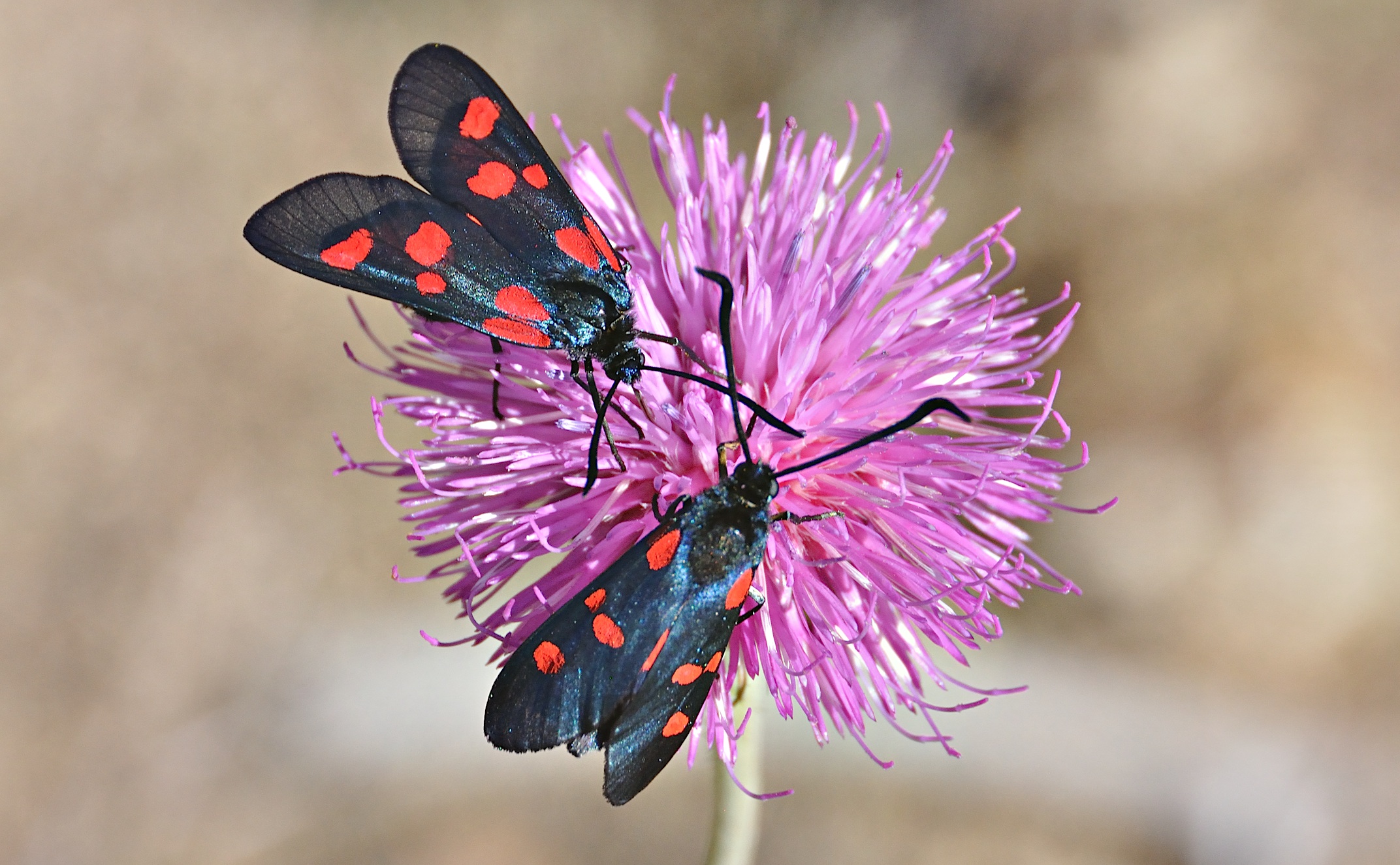 foto A043542, © Adriaan van Os, Corsavy 02-07-2017, altitud 1300 m, Zygaena lonicerae o Zygaena filipendulae