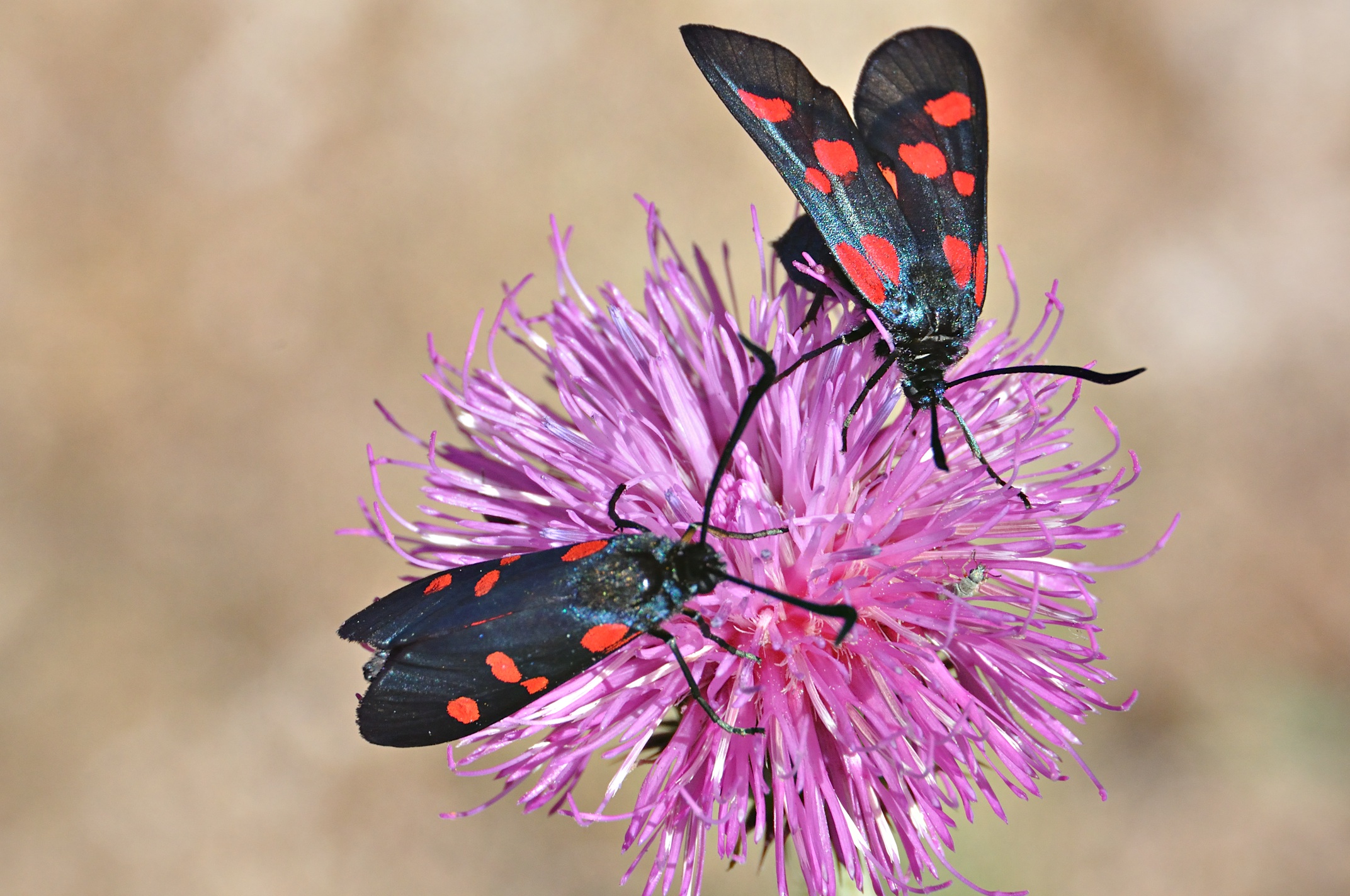 photo A043620, © Adriaan van Os, Corsavy 02-07-2017, altitude 1300 m, Zygaena lonicerae or Zygaena filipendulae