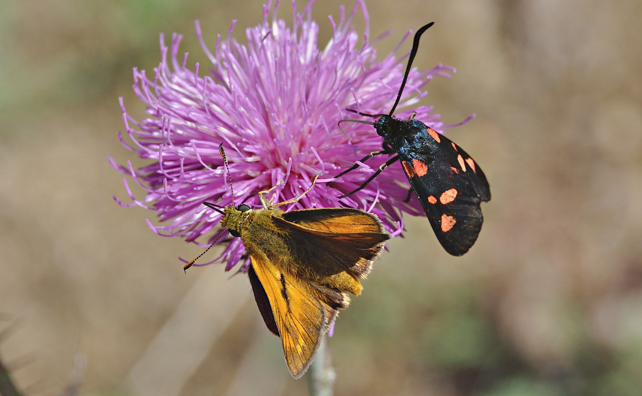 foto A043762, © Adriaan van Os, Corsavy 02-07-2017, altitud 1300 m, ♂ Ochlodes sylvanus (baix)