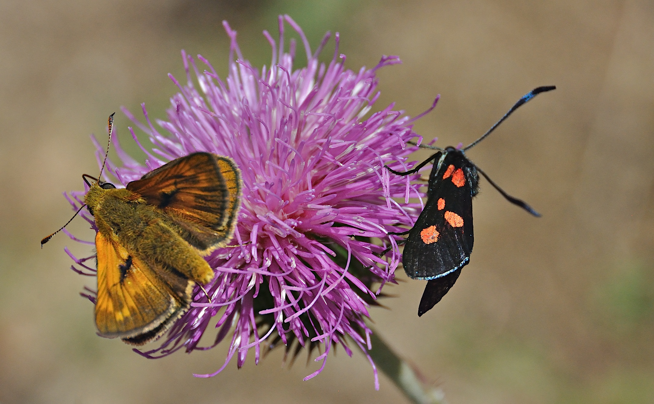 photo A043792, © Adriaan van Os, Corsavy 02-07-2017, altitude 1300 m, Zygaena lonicerae or Zygaena filipendulae (at the right) with Ochlodes sylvanus (at the left)