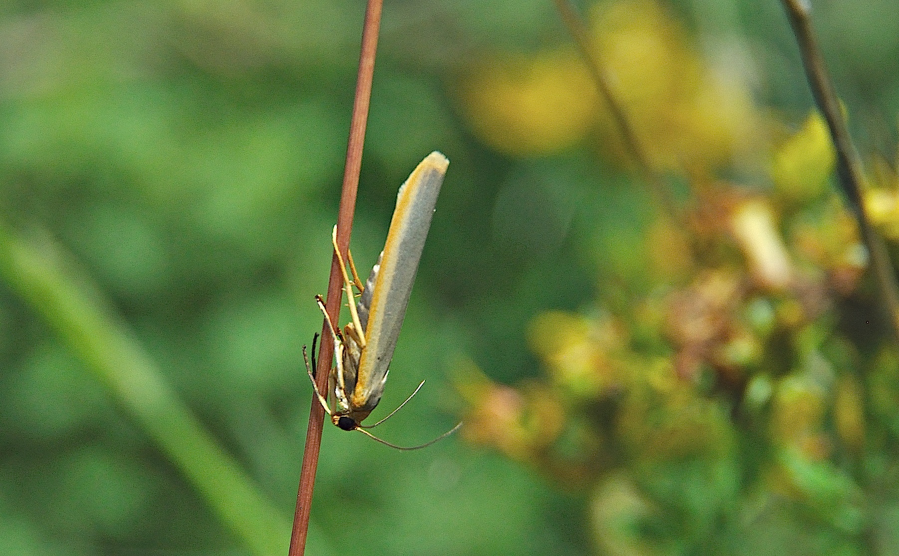 foto A043889, © Adriaan van Os, Corsavy 02-07-2017, altitud 1300 m, Eilema complana o Eilema pseudocomplana