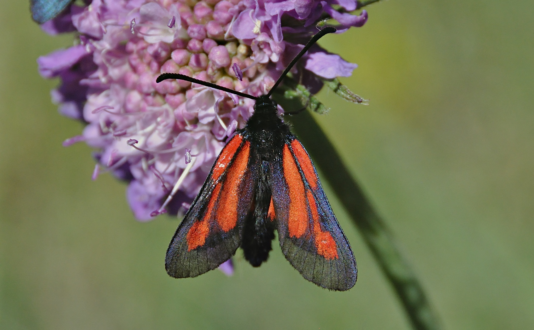 photo A044065, © Adriaan van Os, Corsavy 02-07-2017, altitude 1300 m, Zygaena purpuralis (at the right)