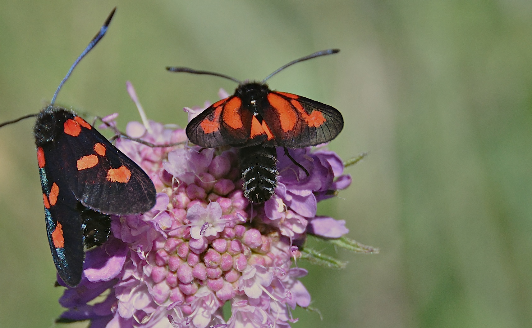 photo A044067, © Adriaan van Os, Corsavy 02-07-2017, altitude 1300 m, Zygaena purpuralis