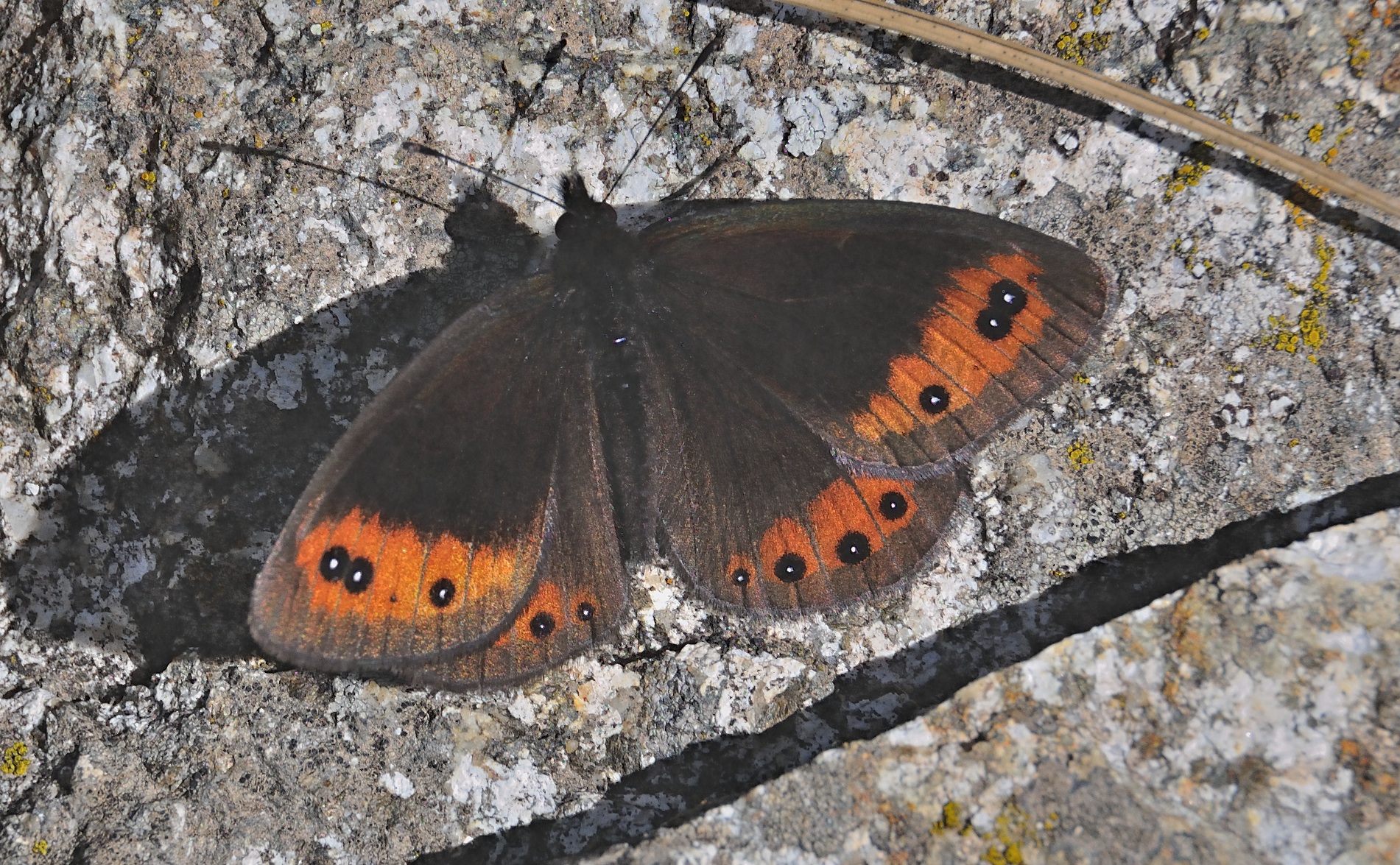 foto A044073, © Adriaan van Os, Corsavy 02-07-2017, hoogte 1300 m, ♂ Erebia meolans bejarensis