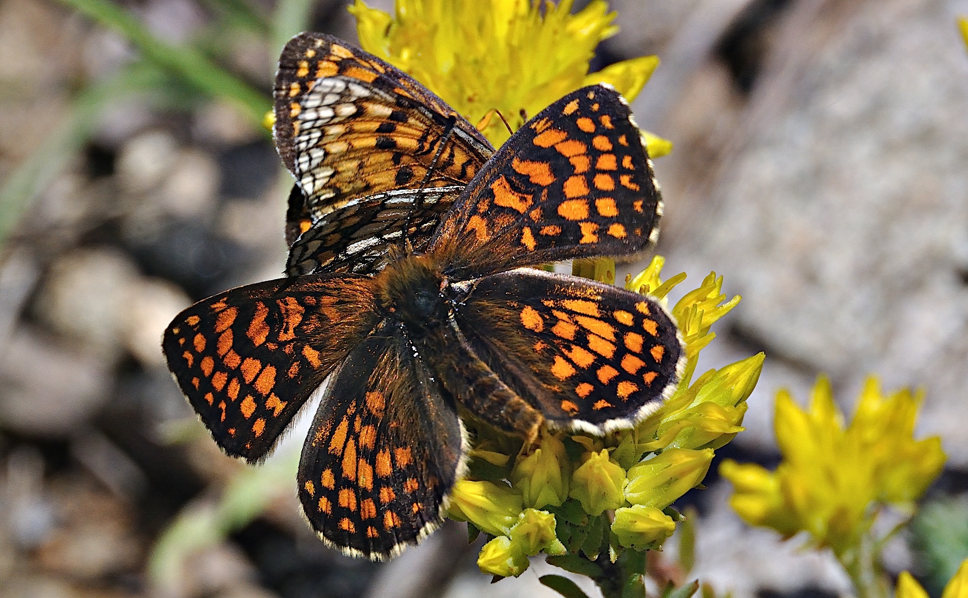 foto A044206, © Adriaan van Os, Corsavy 02-07-2017, hoogte 1300 m, Melitaea athalia ?, paring