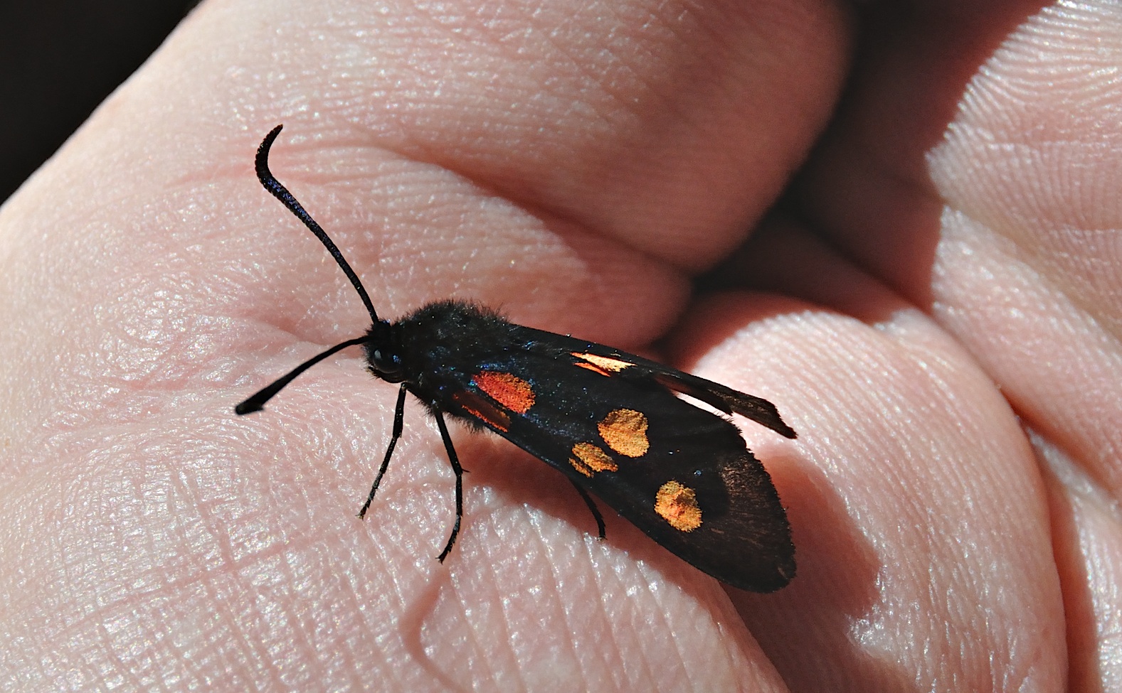 photo A044229, © Adriaan van Os, Corsavy 02-07-2017, altitude 1000 m, Zygaena transalpina ?