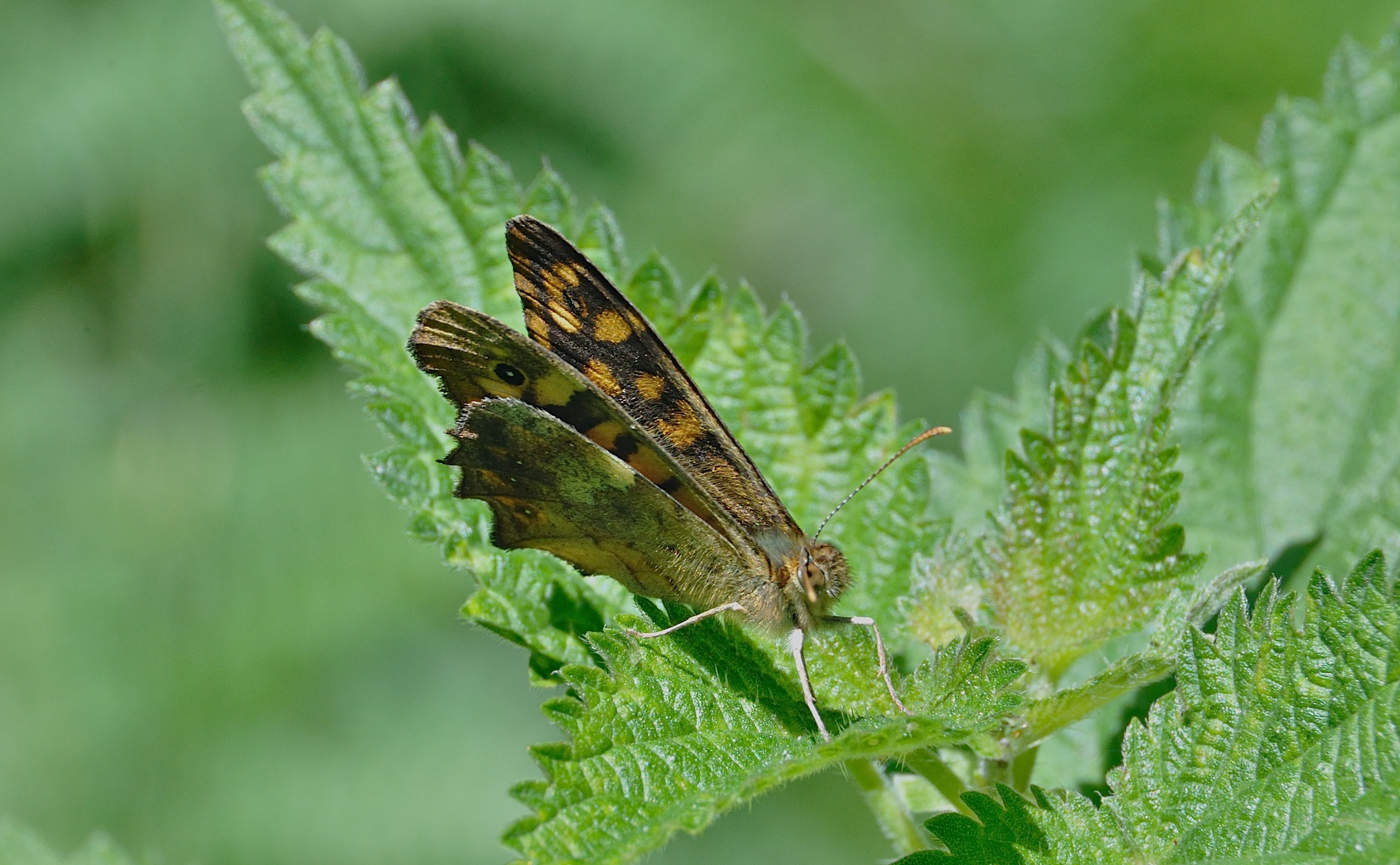 foto A044292, © Adriaan van Os, Corsavy 02-07-2017, hoogte 1300 m, ♂ Pararge aegeria