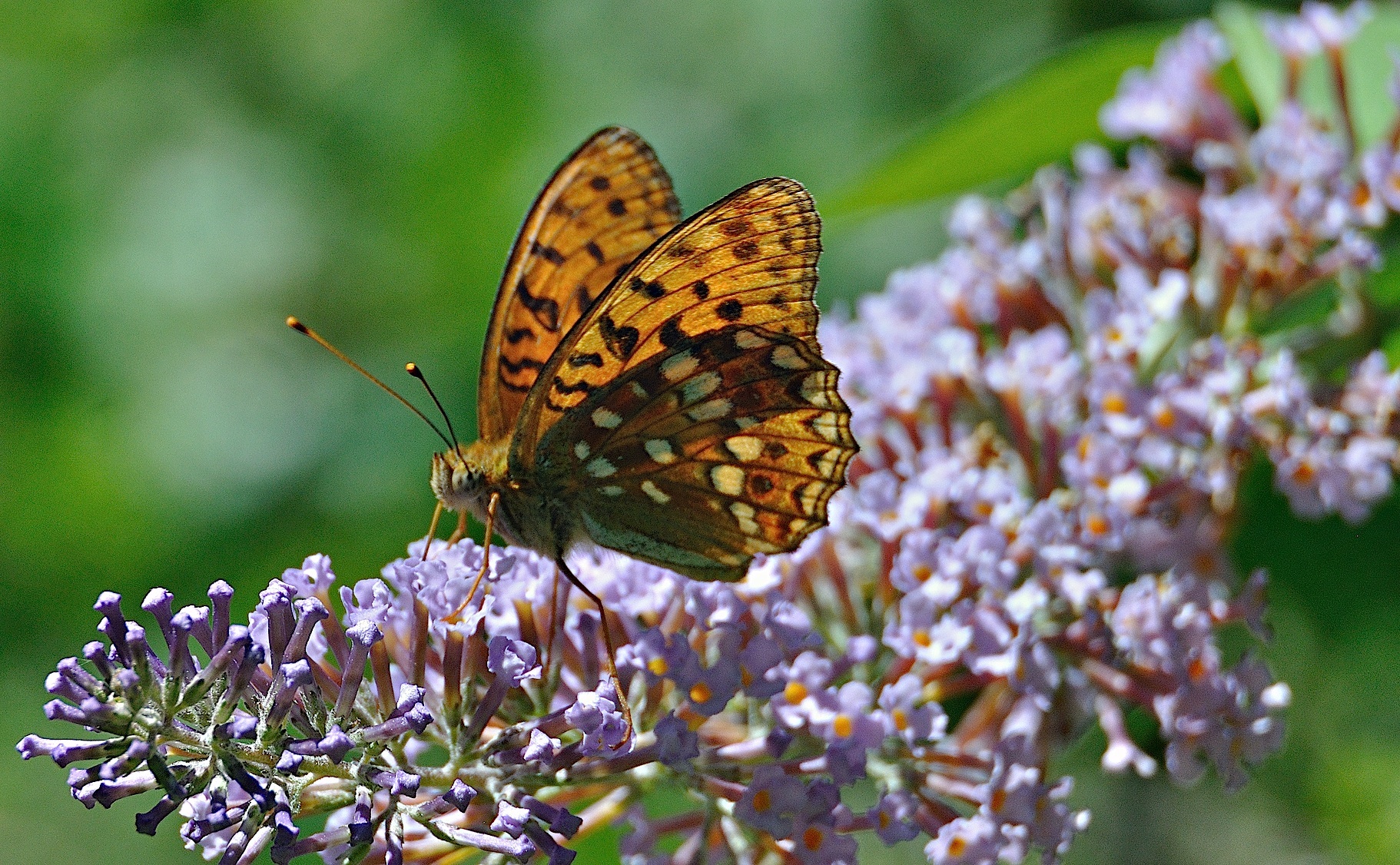 foto A044374, © Adriaan van Os, Montferrer 03-07-2017, altitud 800 m, Argynnis adippe