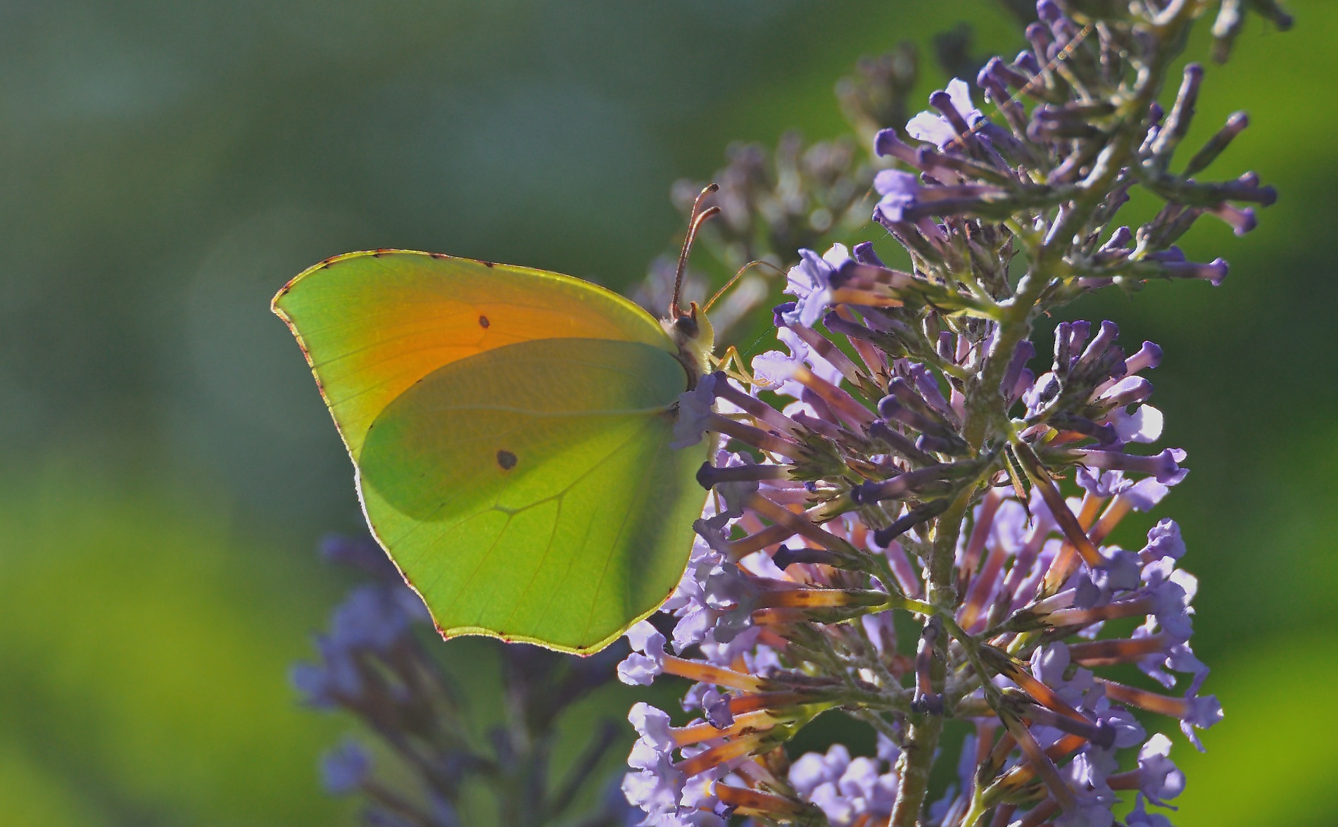 foto A044701, © Adriaan van Os, Montferrer 04-07-2017, hoogte 800 m, ♂ Gonepteryx cleopatra