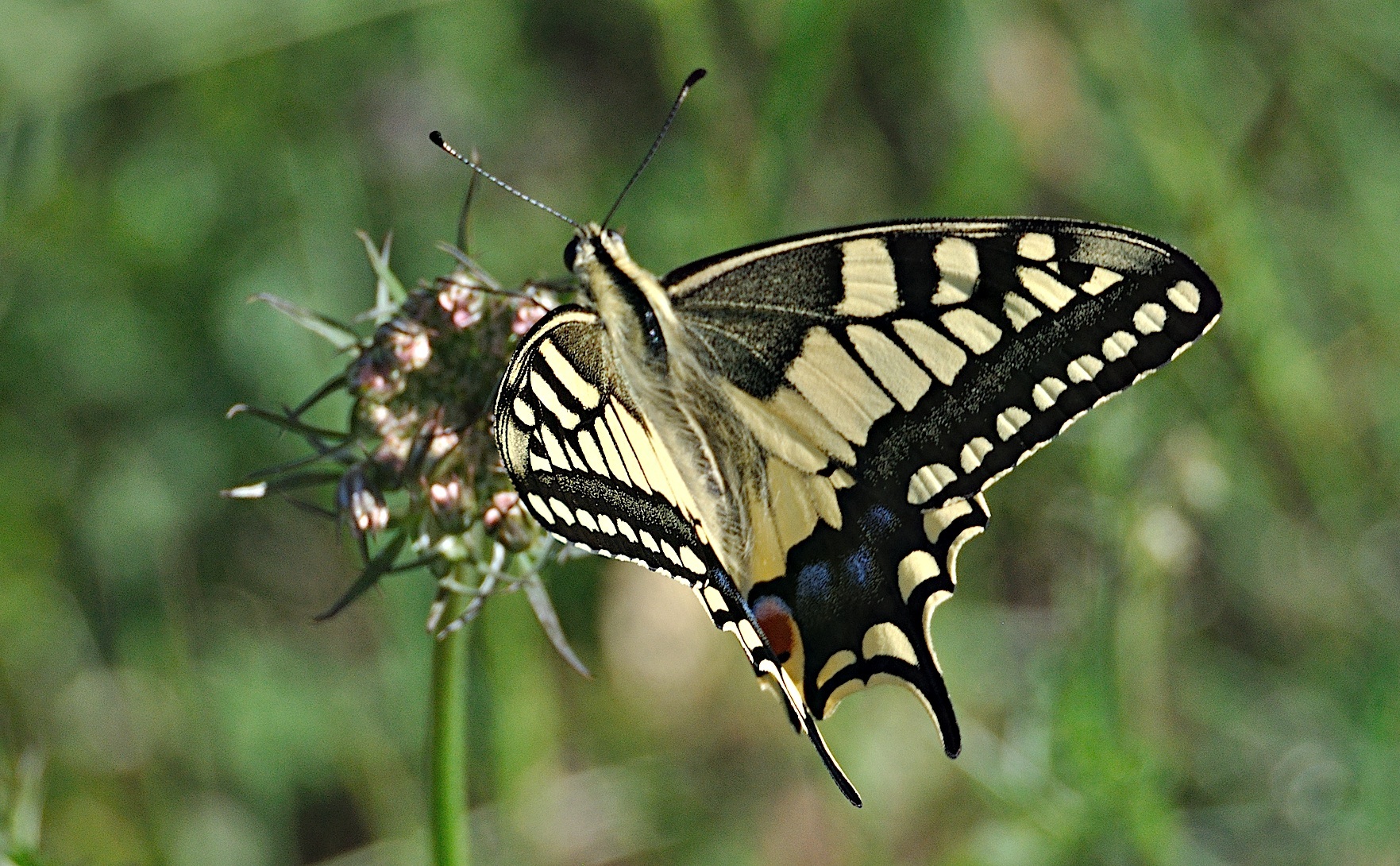 foto A044716, © Adriaan van Os, Corsavy 04-07-2017, hoogte 800 m, Papilio machaon