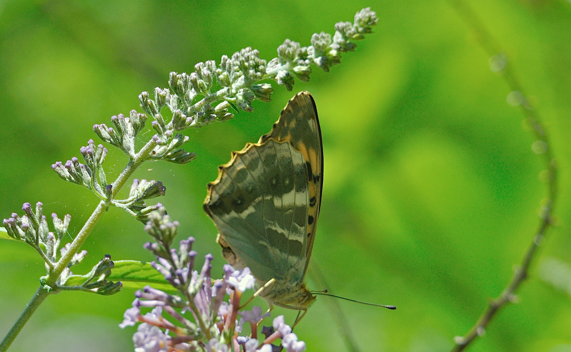 photo A044839, © Adriaan van Os, Montferrer 05-07-2017, altitude 800 m, ♀ Argynnis paphia