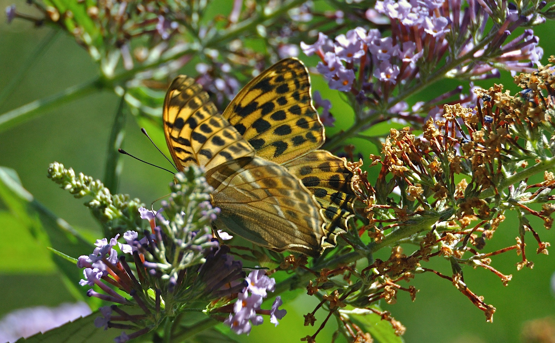 photo A044845, © Adriaan van Os, Montferrer 05-07-2017, altitude 800 m, ♀ Argynnis paphia valezina