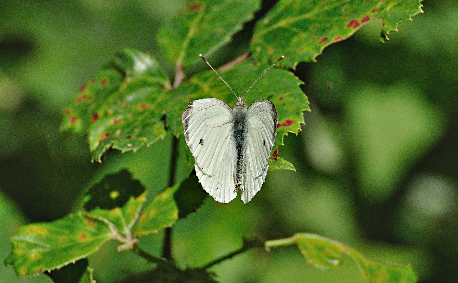 photo A044893, © Adriaan van Os, Montferrer 05-07-2017, altitude 800 m, ♂ Pieris napi