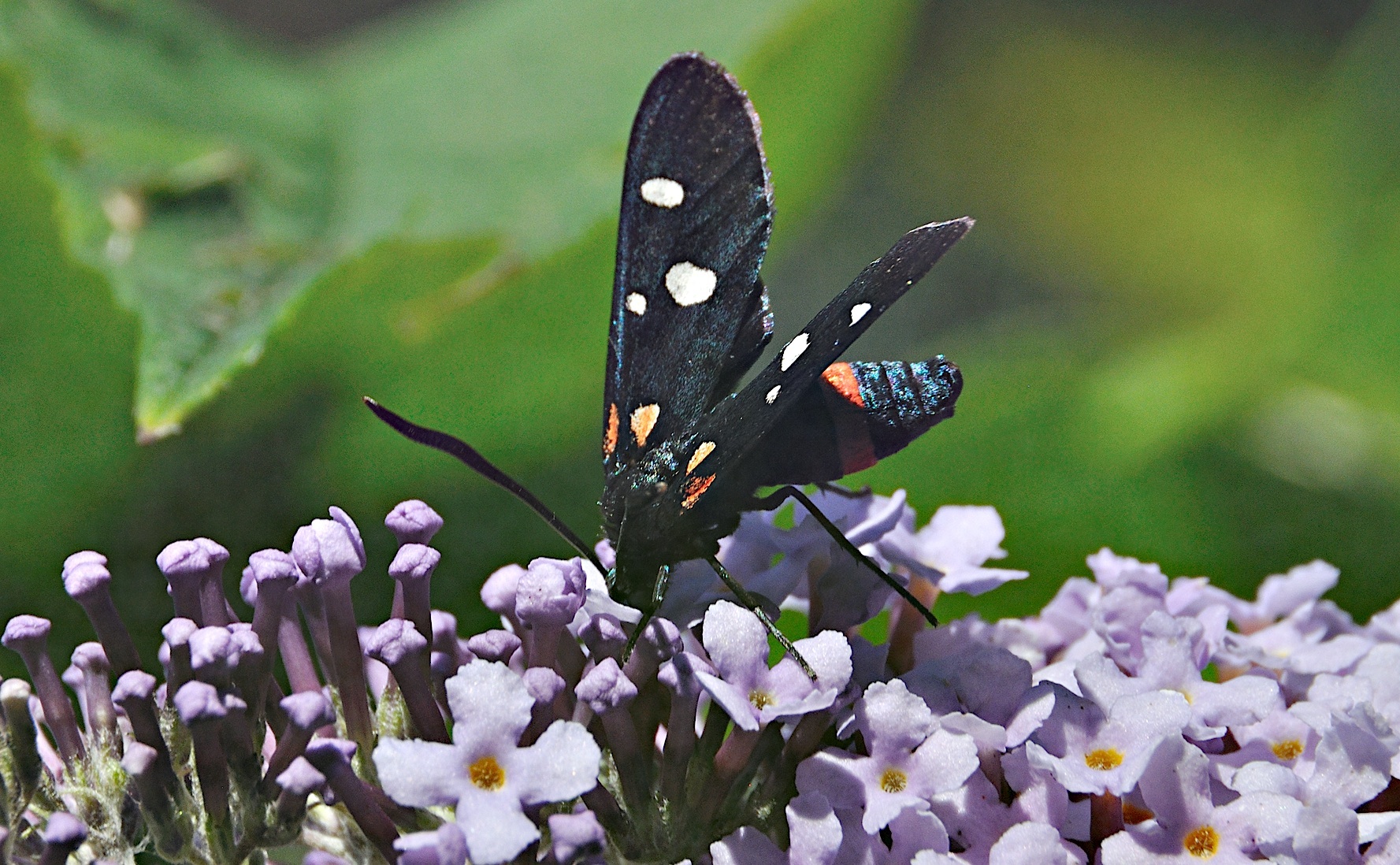 photo A044924, © Adriaan van Os, Montferrer 05-07-2017, altitudo 800 m, Zygaena ephialtes