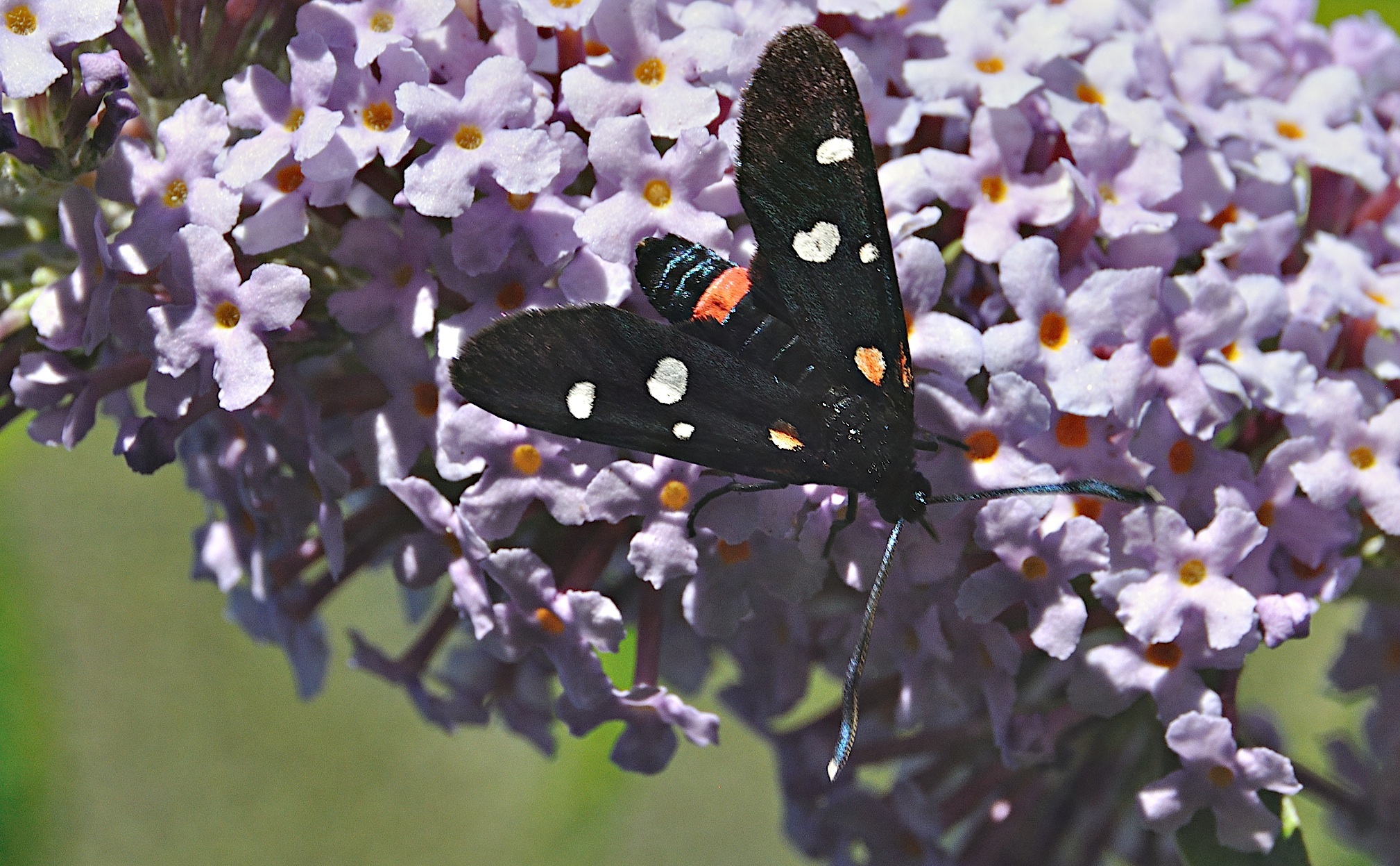 foto A044938, © Adriaan van Os, Montferrer 05-07-2017, hoogte 800 m, Zygaena ephialtes