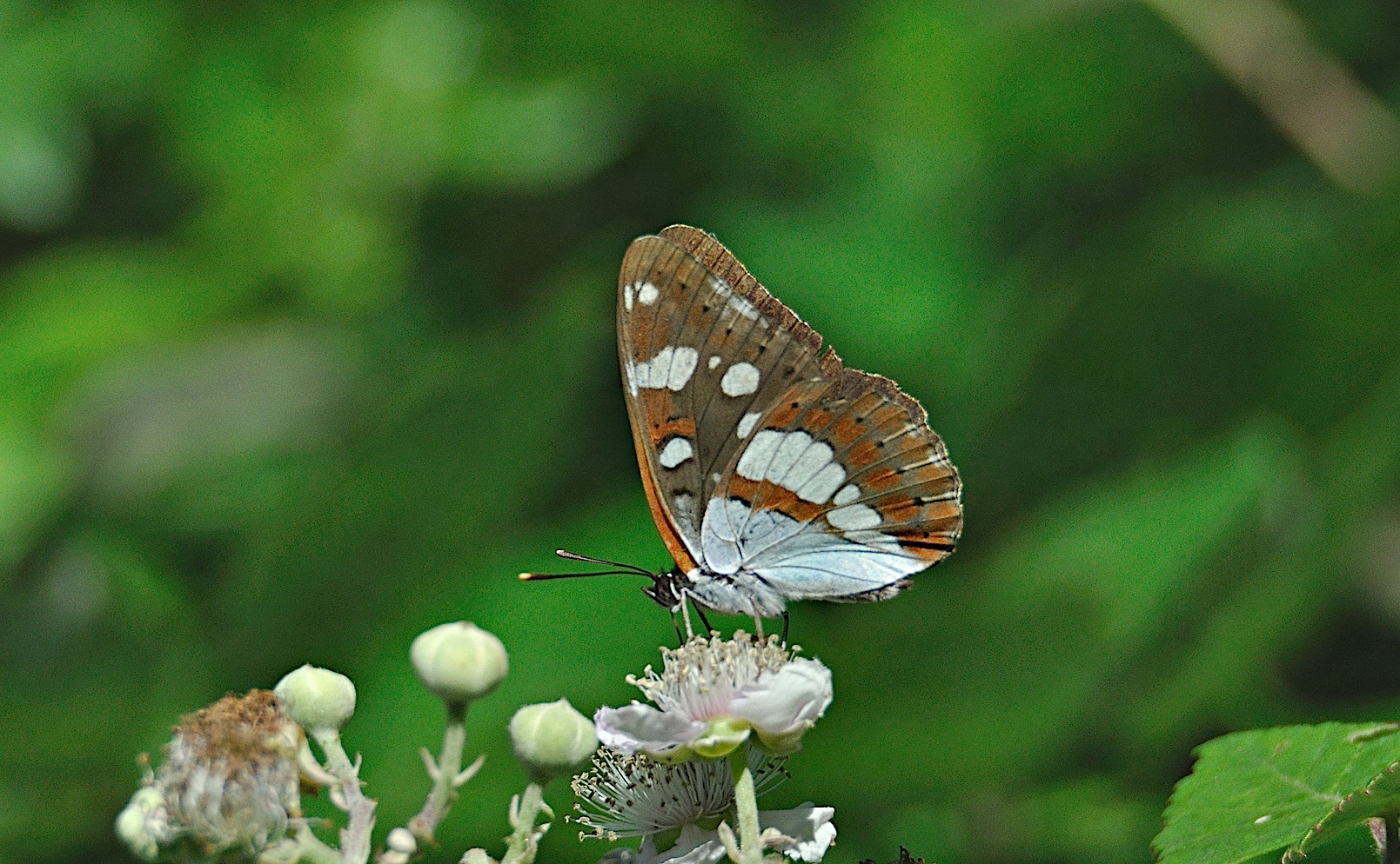 photo A044990, © Adriaan van Os, Montferrer 05-07-2017, altitude 800 m, Limenitis reducta