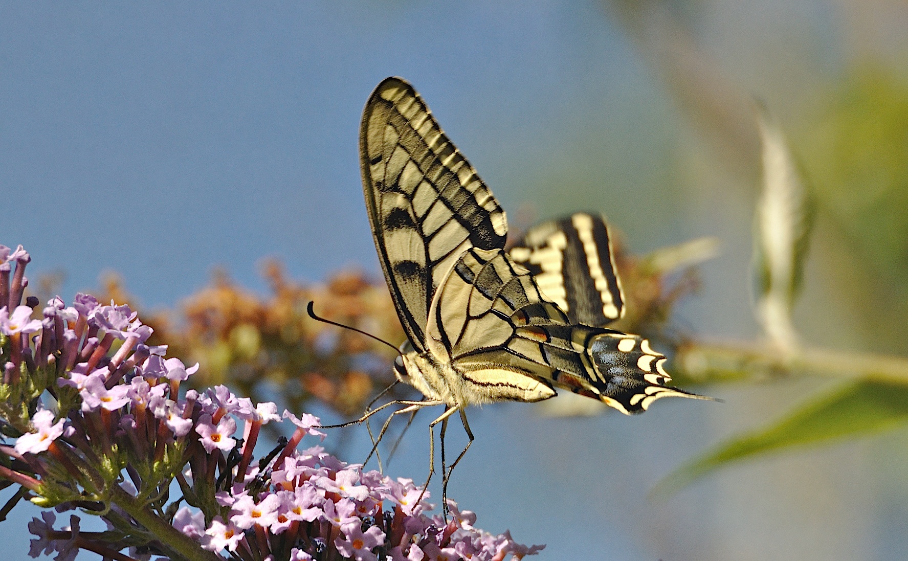 foto A045142, © Adriaan van Os, Montferrer 05-07-2017, hoogte 800 m, Papilio machaon